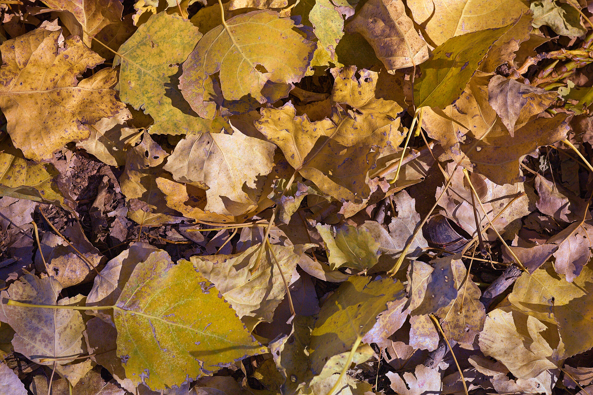 Листа от Stoqn - fotocrop