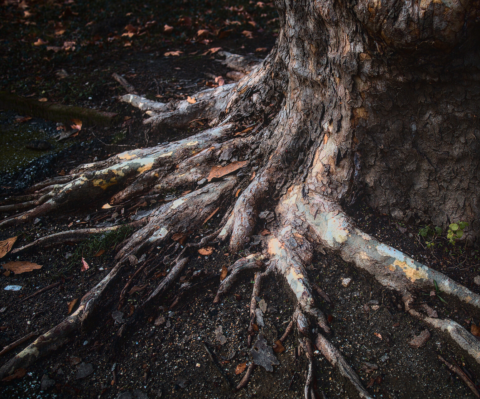 Корени от Stoqn - fotocrop