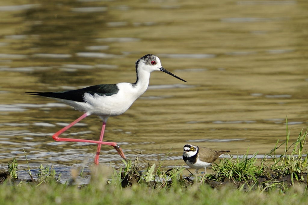 двойка приятели от Stanislav Angelov - Stanimakis