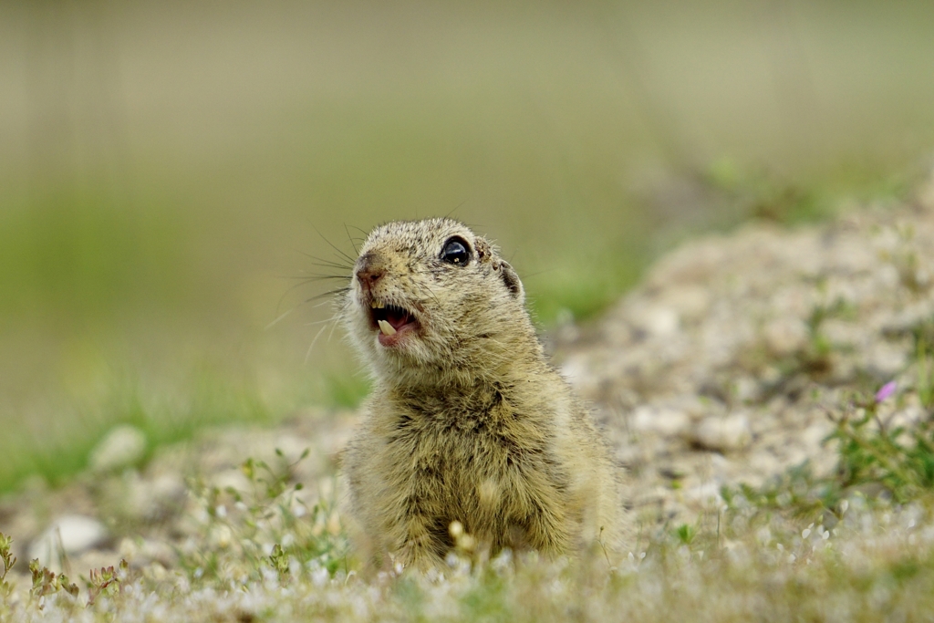 лалугер от Stanislav Angelov - Stanimakis