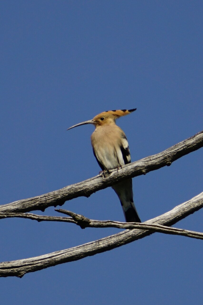 папуняк от Stanislav Angelov - Stanimakis