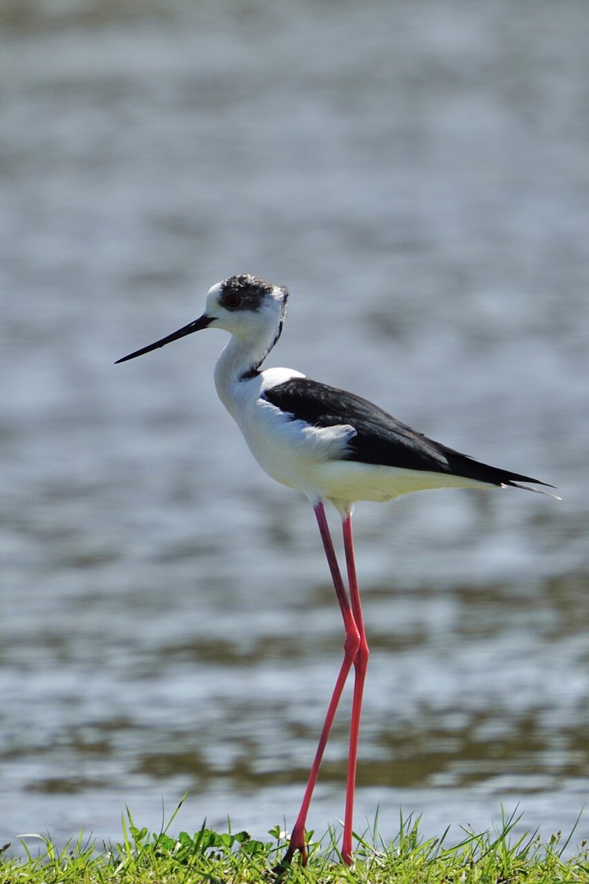 кокилобегач от Stanislav Angelov - Stanimakis