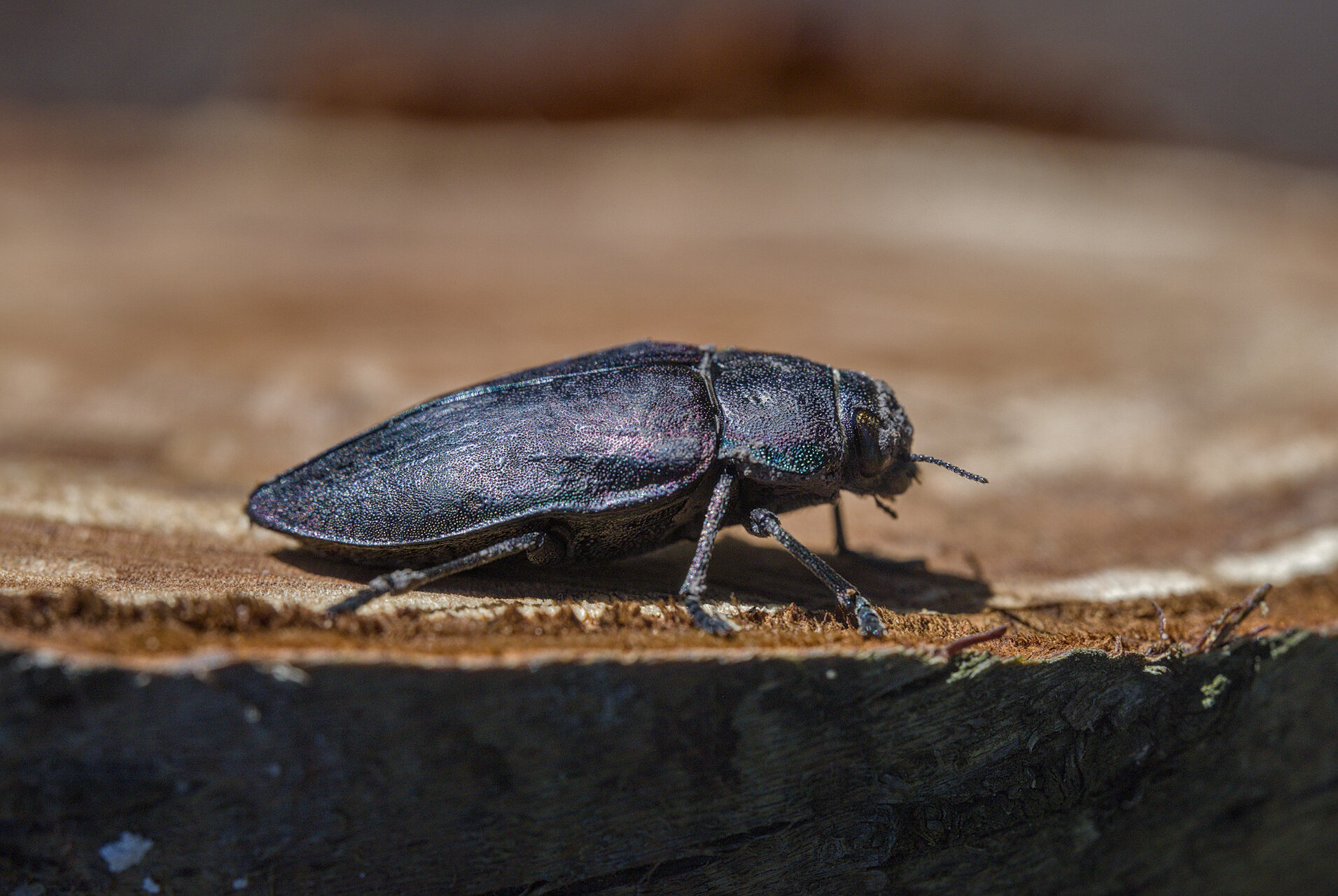 В черен костюм от Stoqn - fotocrop