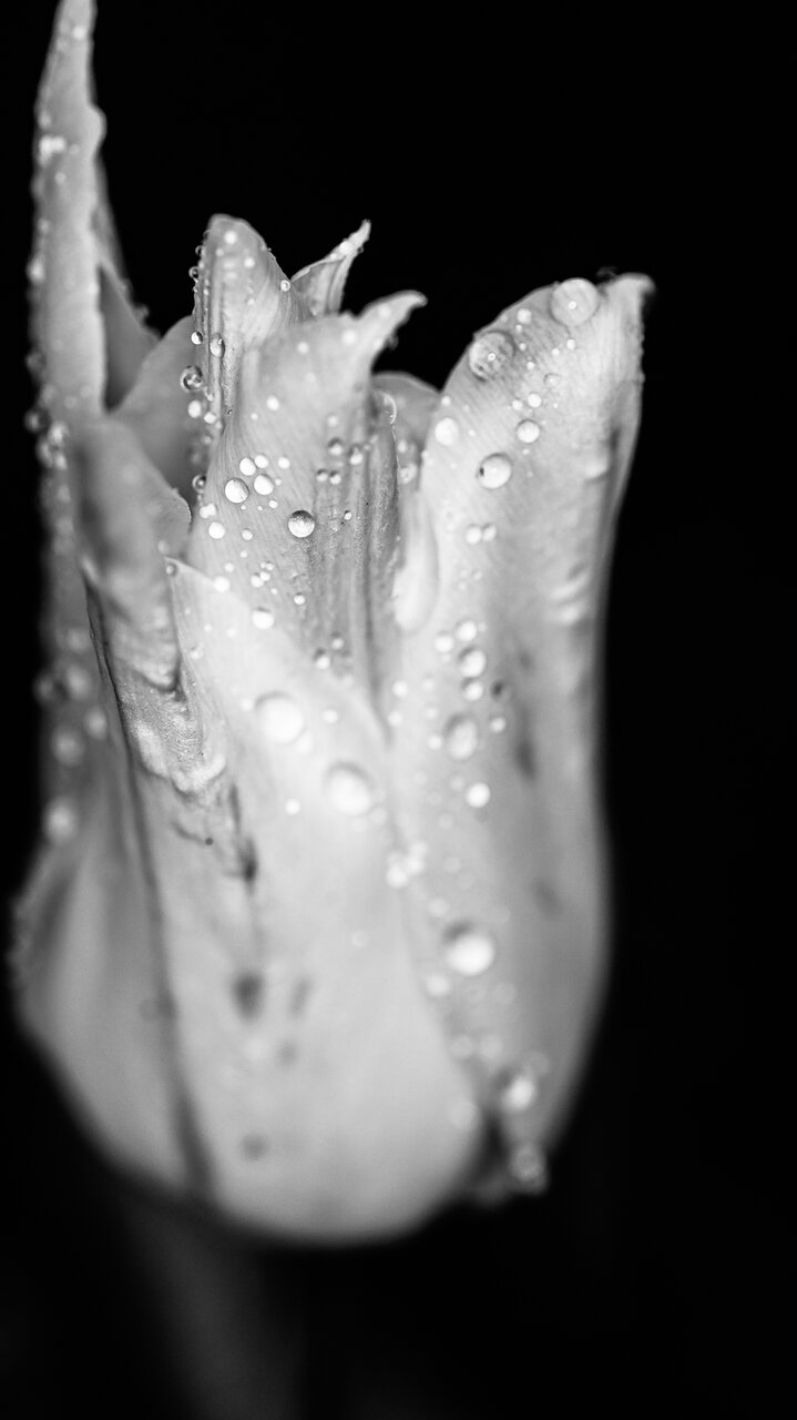 Лале след пролетен дъжд от Milen Mladenov - resco