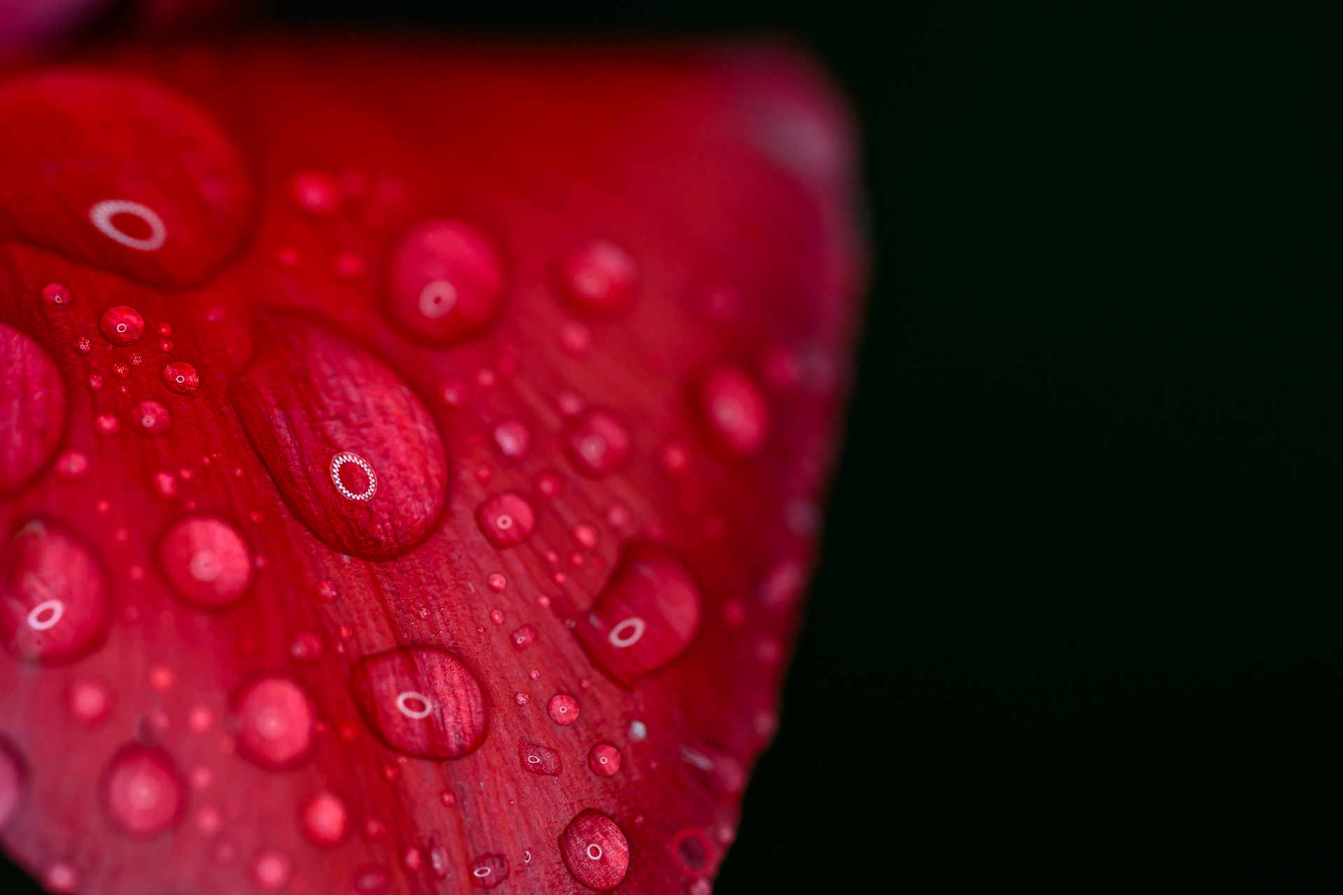 капки роса от Milen Mladenov - resco