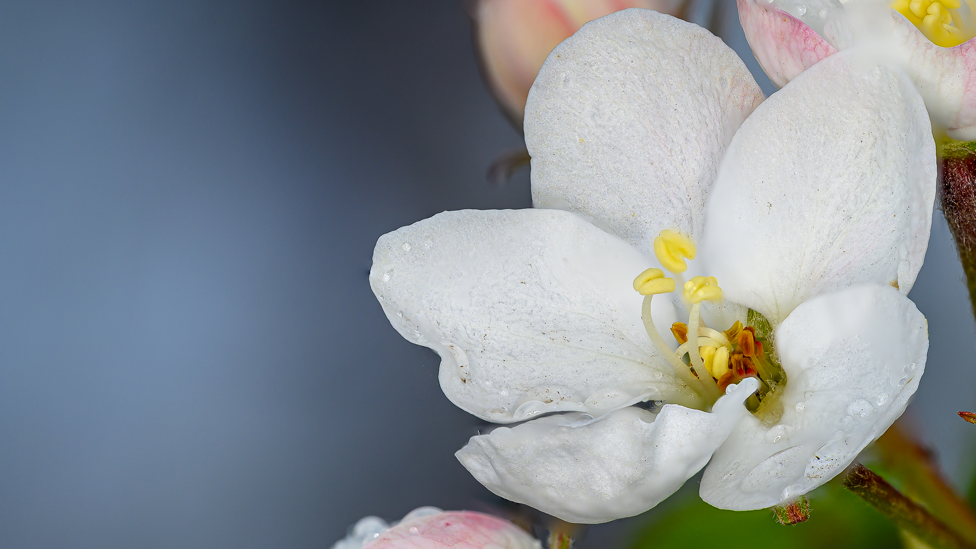 Пролетно от Milen Mladenov - resco