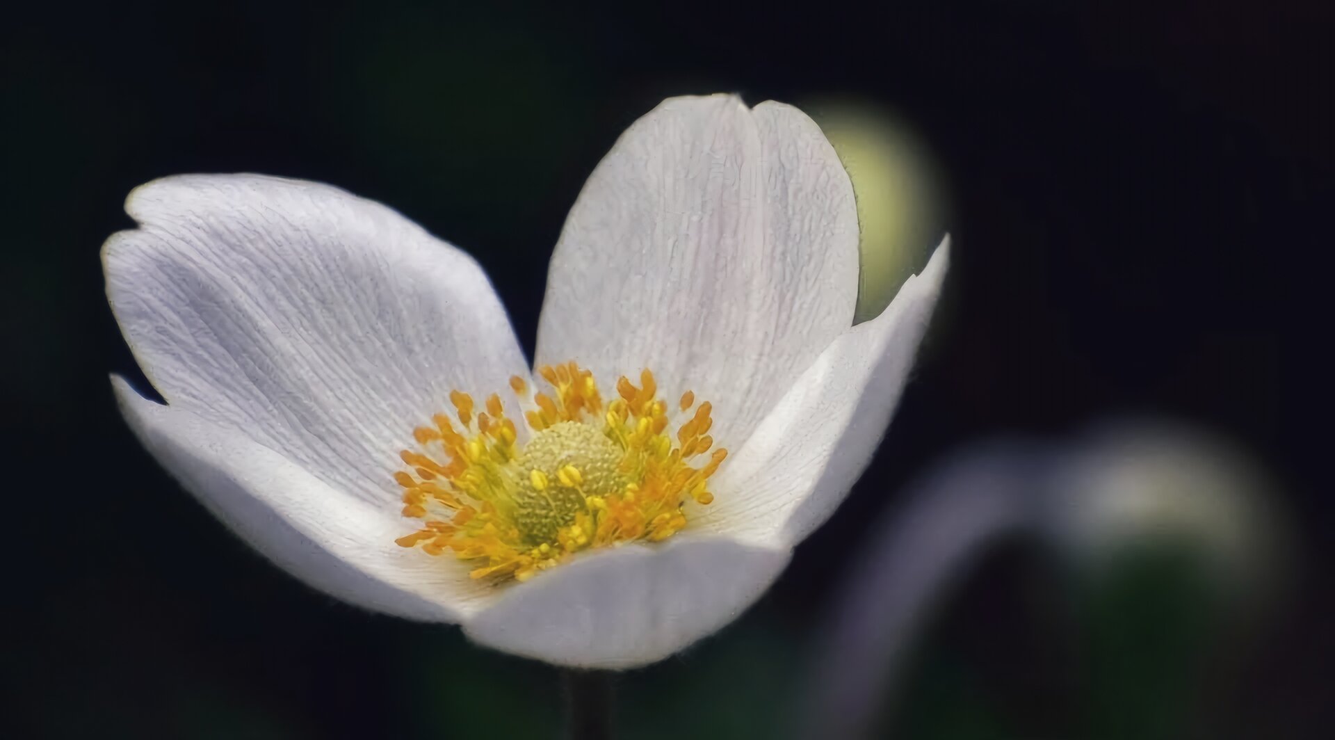 Нежни анемони от Elena Vasileva - elena55