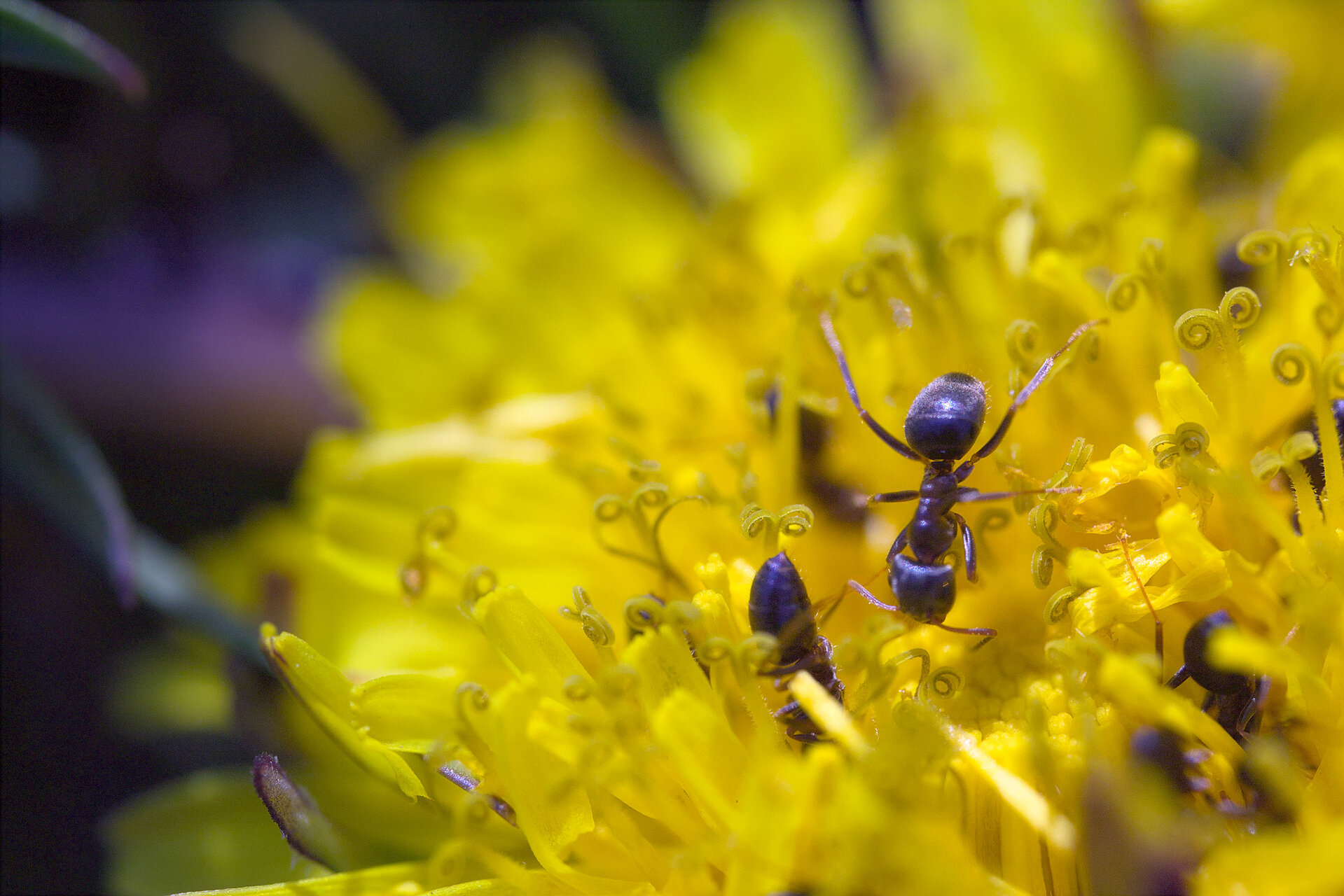 Видни мравешки експерти споделиха че добиват на брашно от глухарчета е нарастнал значително от Stoqn - fotocrop