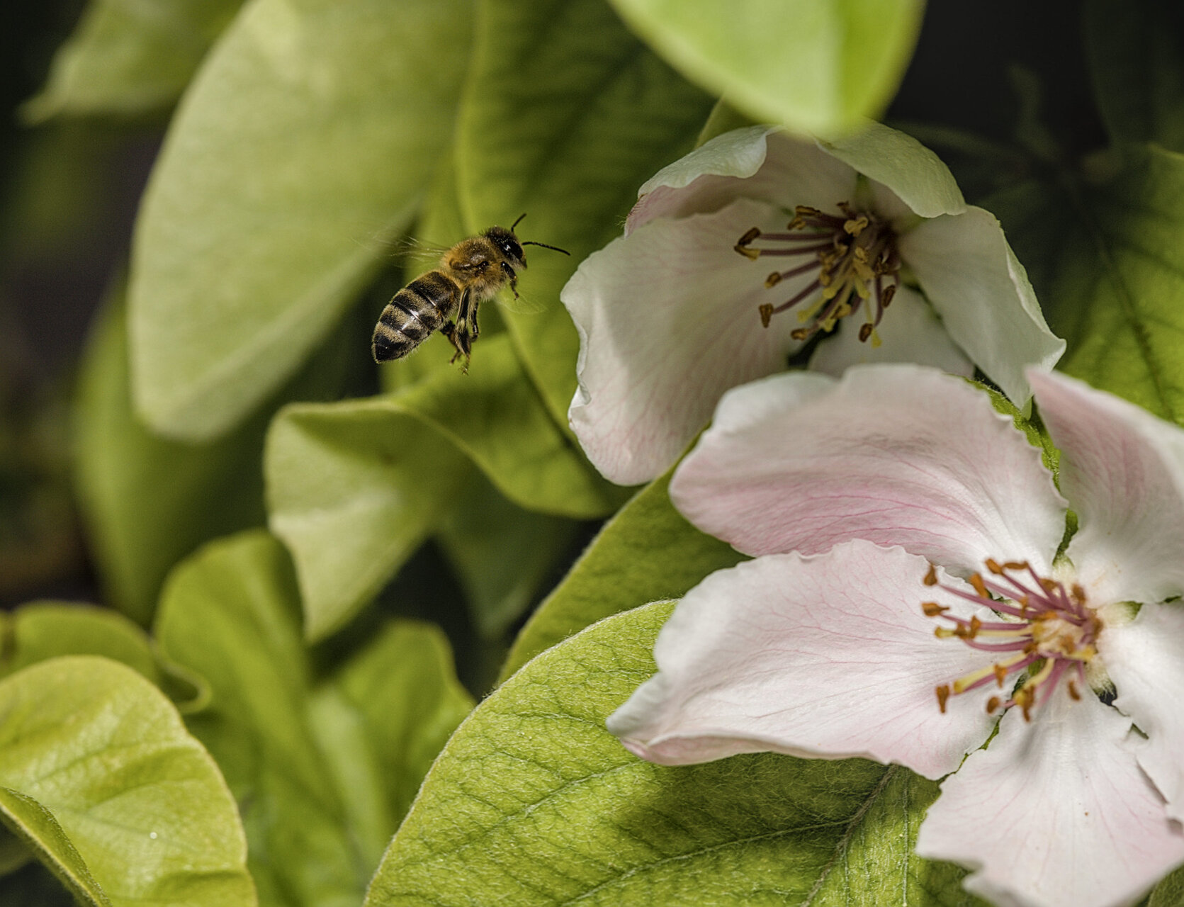 Цвят на дюля от Stoqn - fotocrop