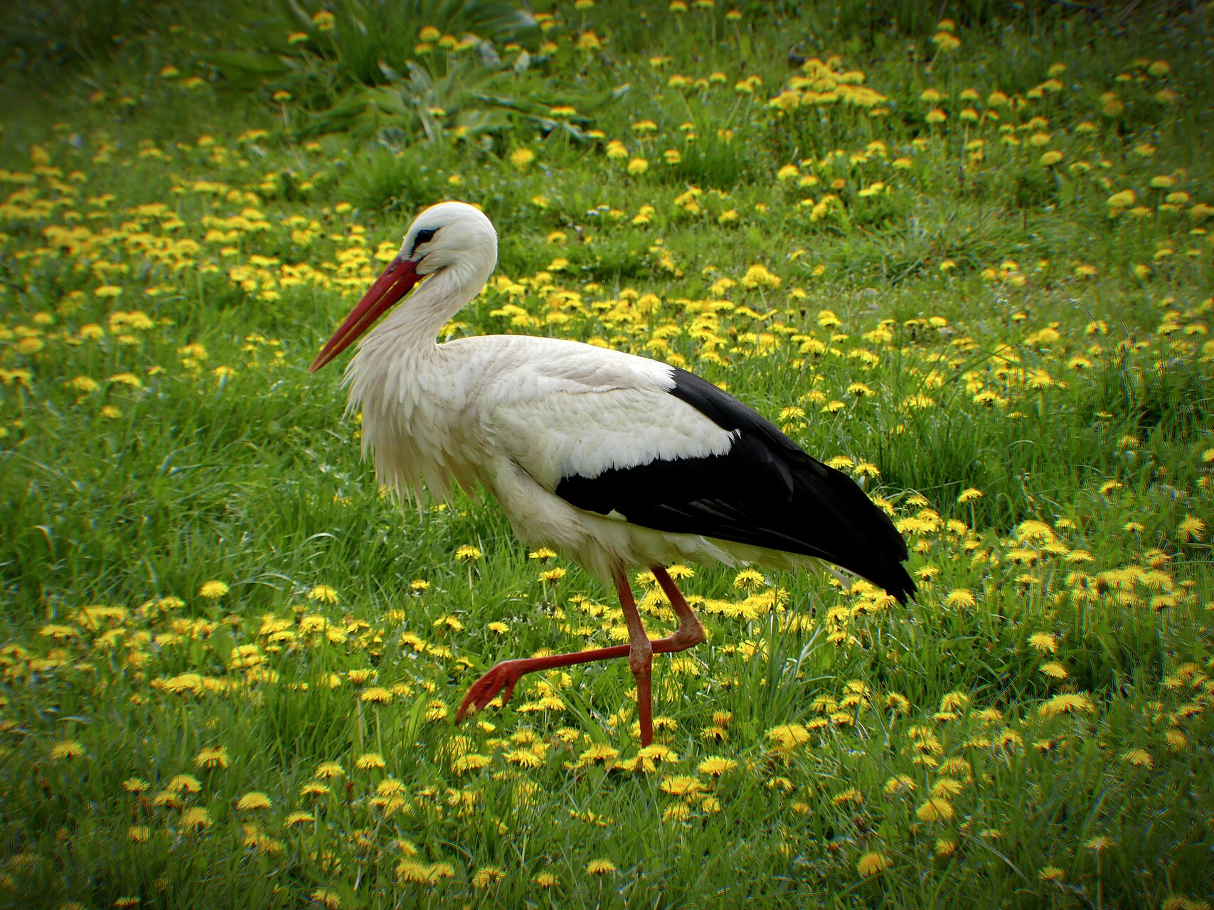 Сторко от Owl Cat - KSI