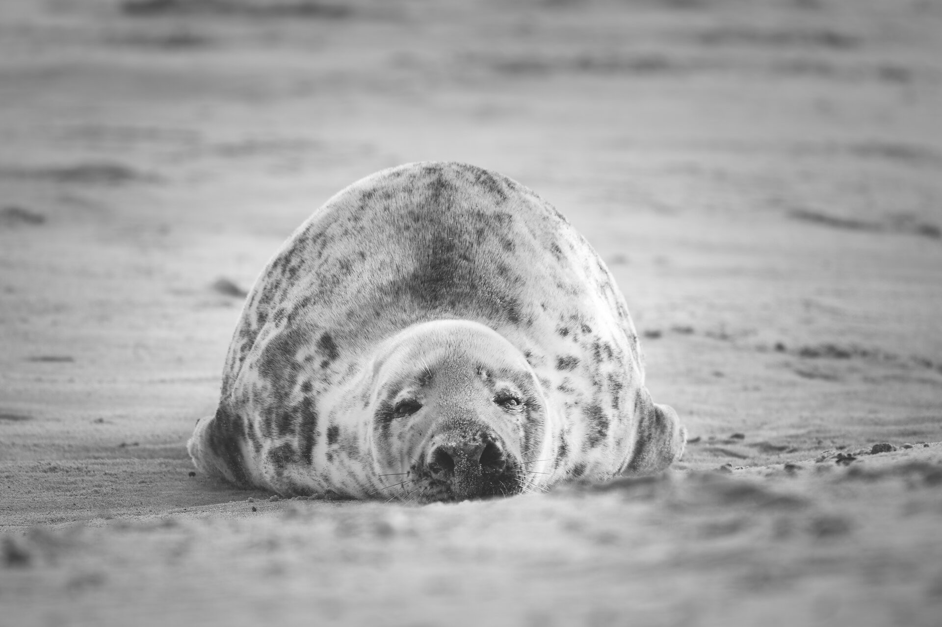  от Peter Igrev - Петър_Игрев