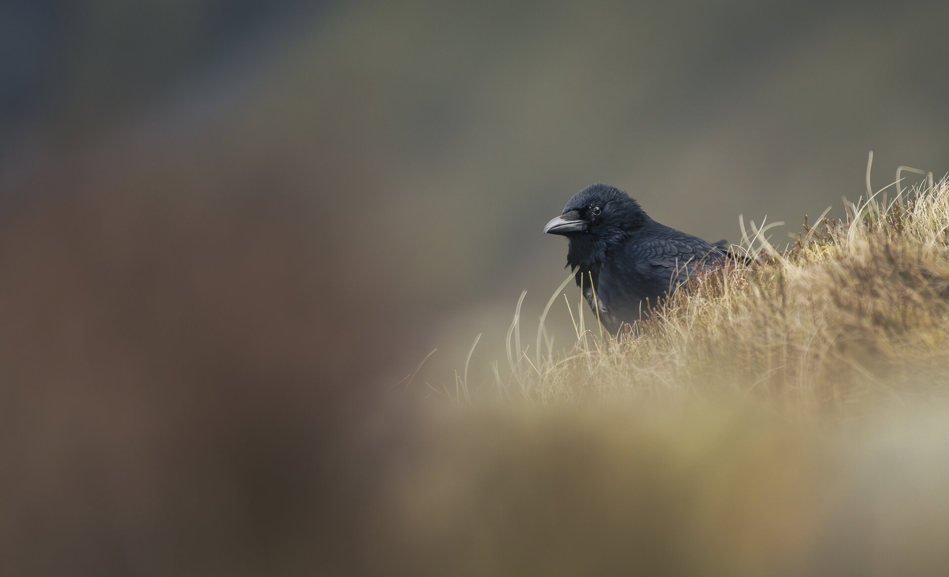  от Peter Igrev - Петър_Игрев