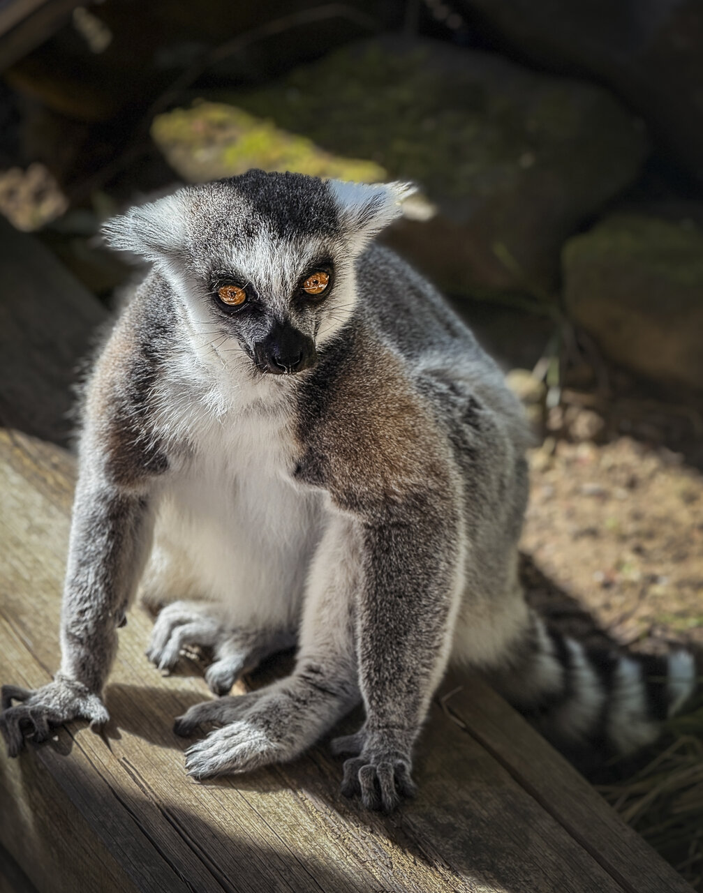 Лемур от Владимир Димитров - nyamago