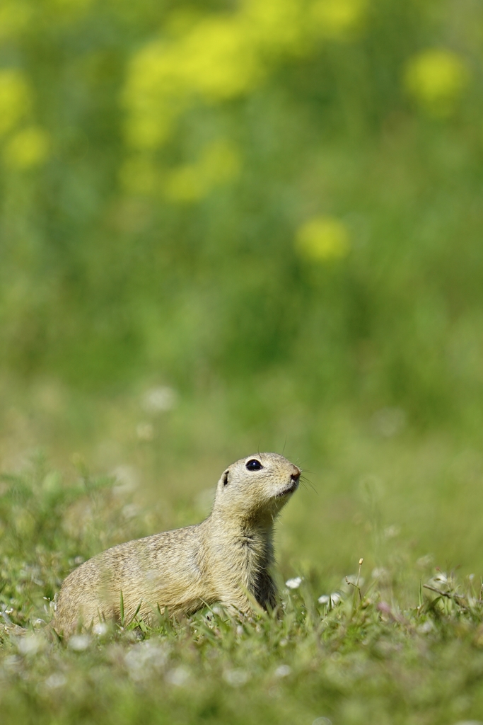 лалугер от Stanislav Angelov - Stanimakis
