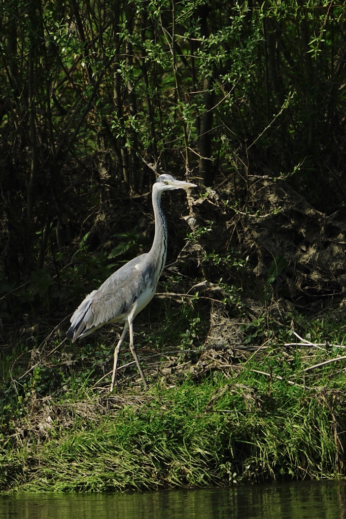 сива чапла от Stanislav Angelov - Stanimakis