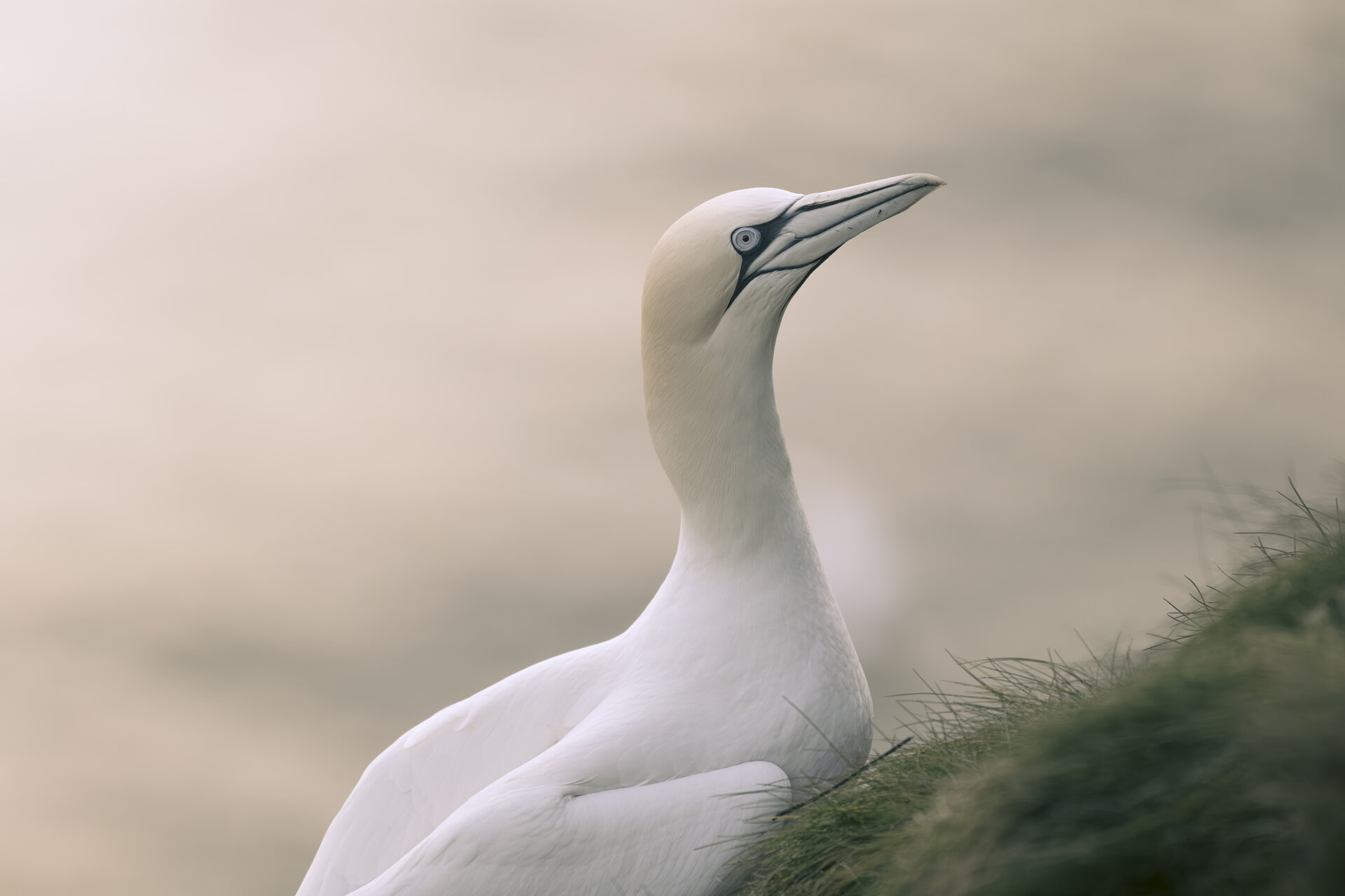  от Peter Igrev - Петър_Игрев