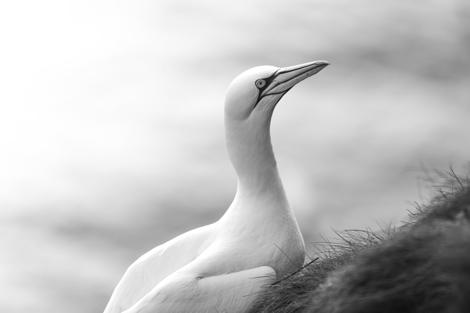  от Peter Igrev - Петър_Игрев