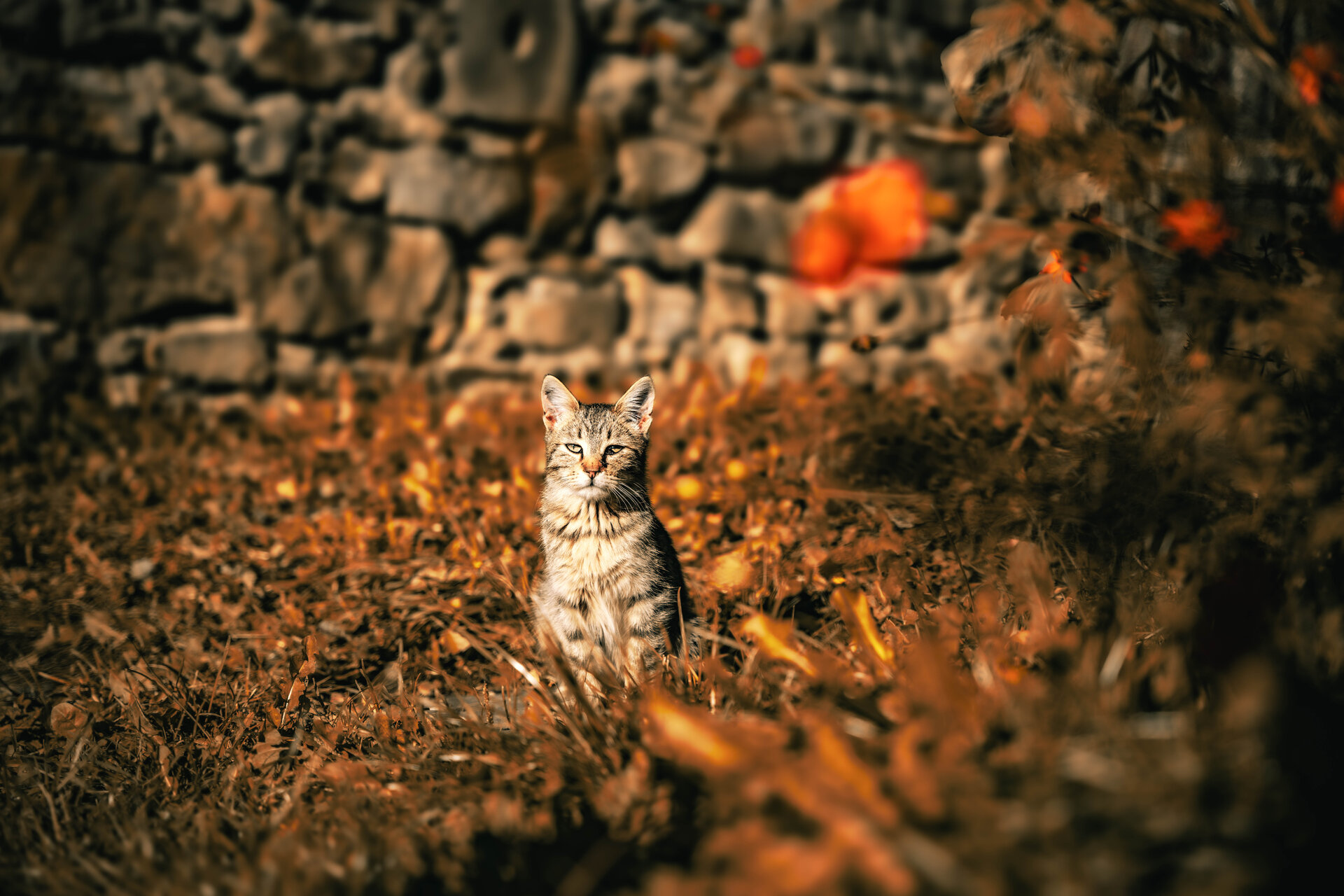 На припек от Stan Dzhabrailov - Dzhabrailov