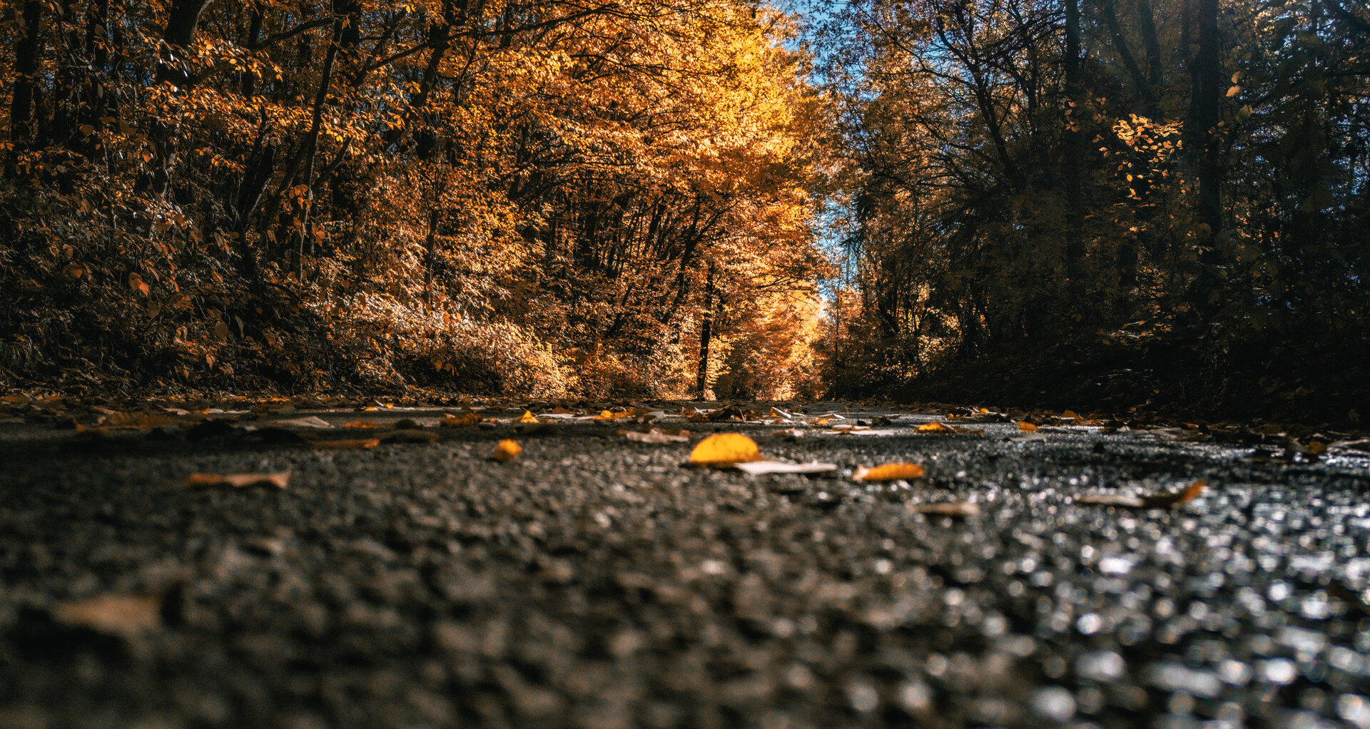 Златна есен от Stan Dzhabrailov - Dzhabrailov