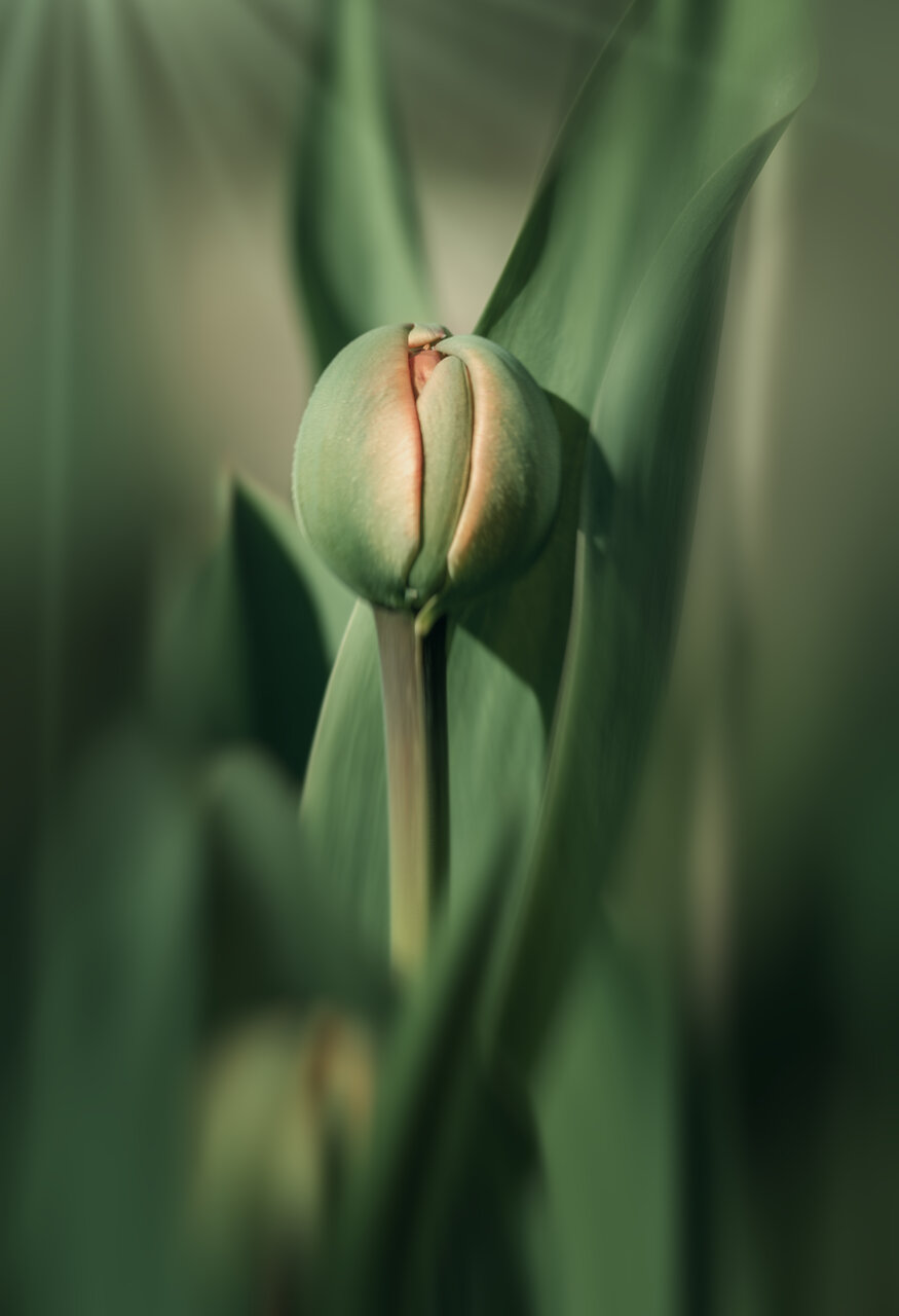 ...пролет от Nikki Georgieva  V E G A N I K - vega_nik