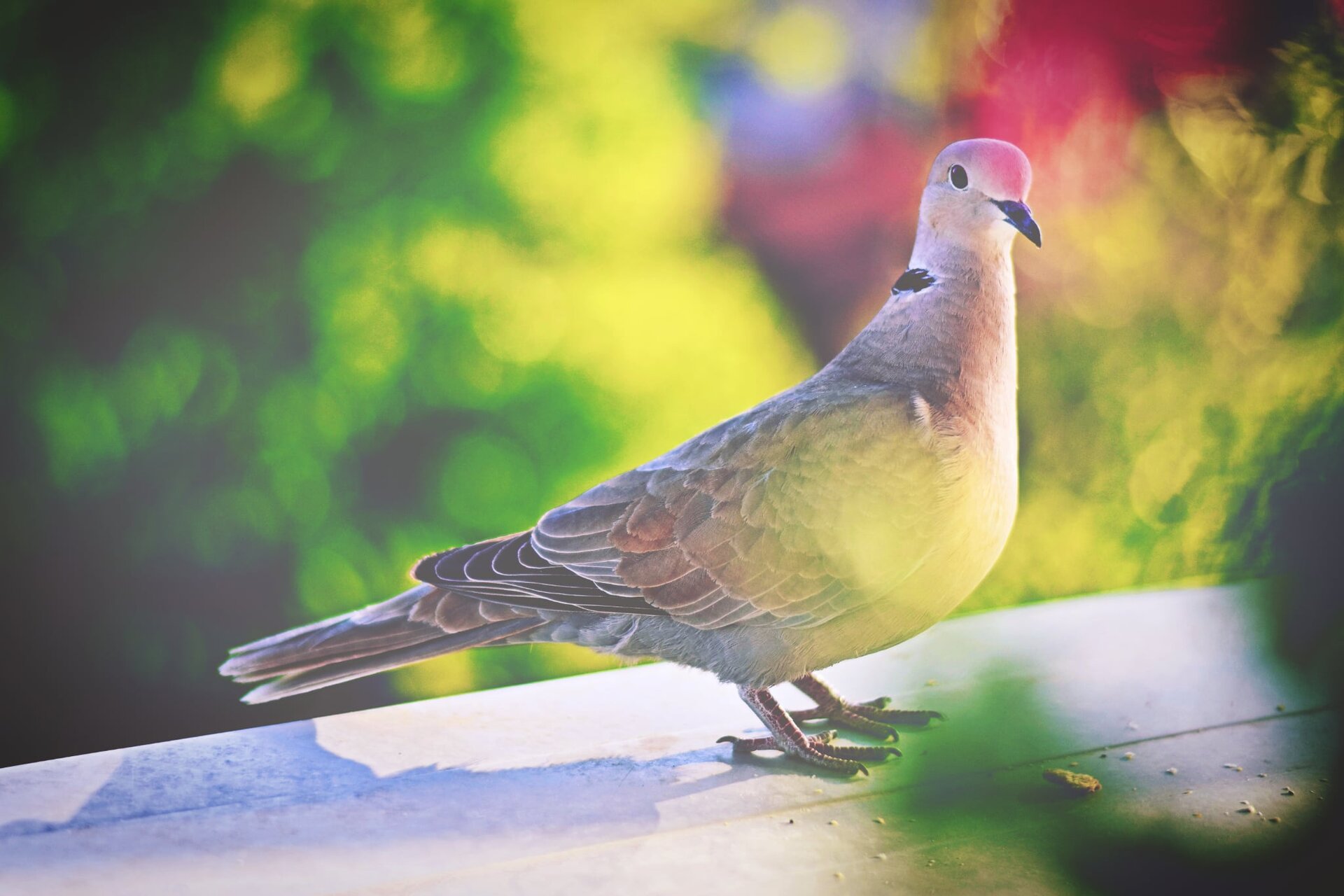 Гугудка от Dinko Bahchevanov - entropy_man