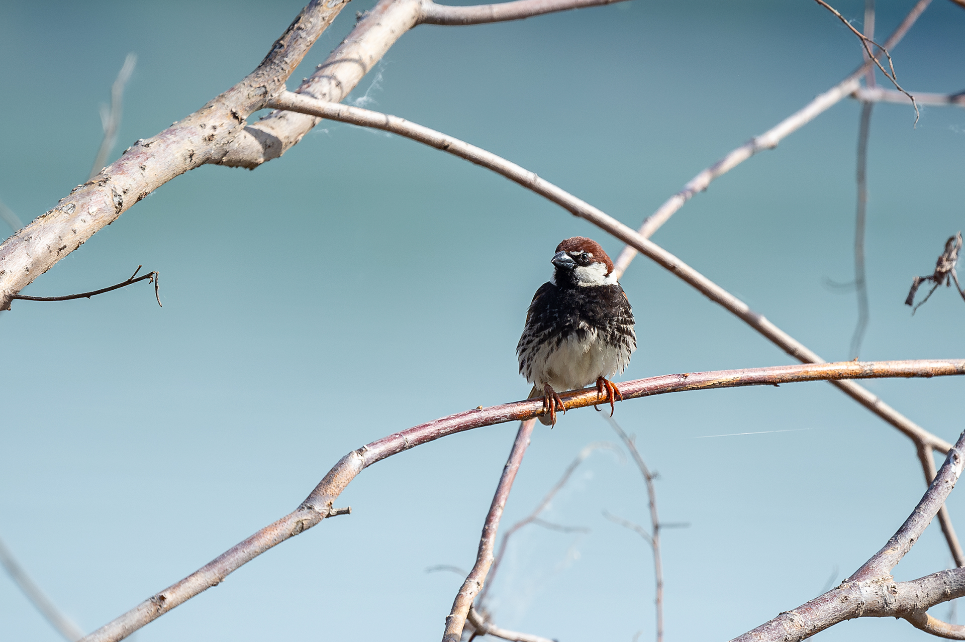 Испанско врабче от Andrey Angelov - kaschei