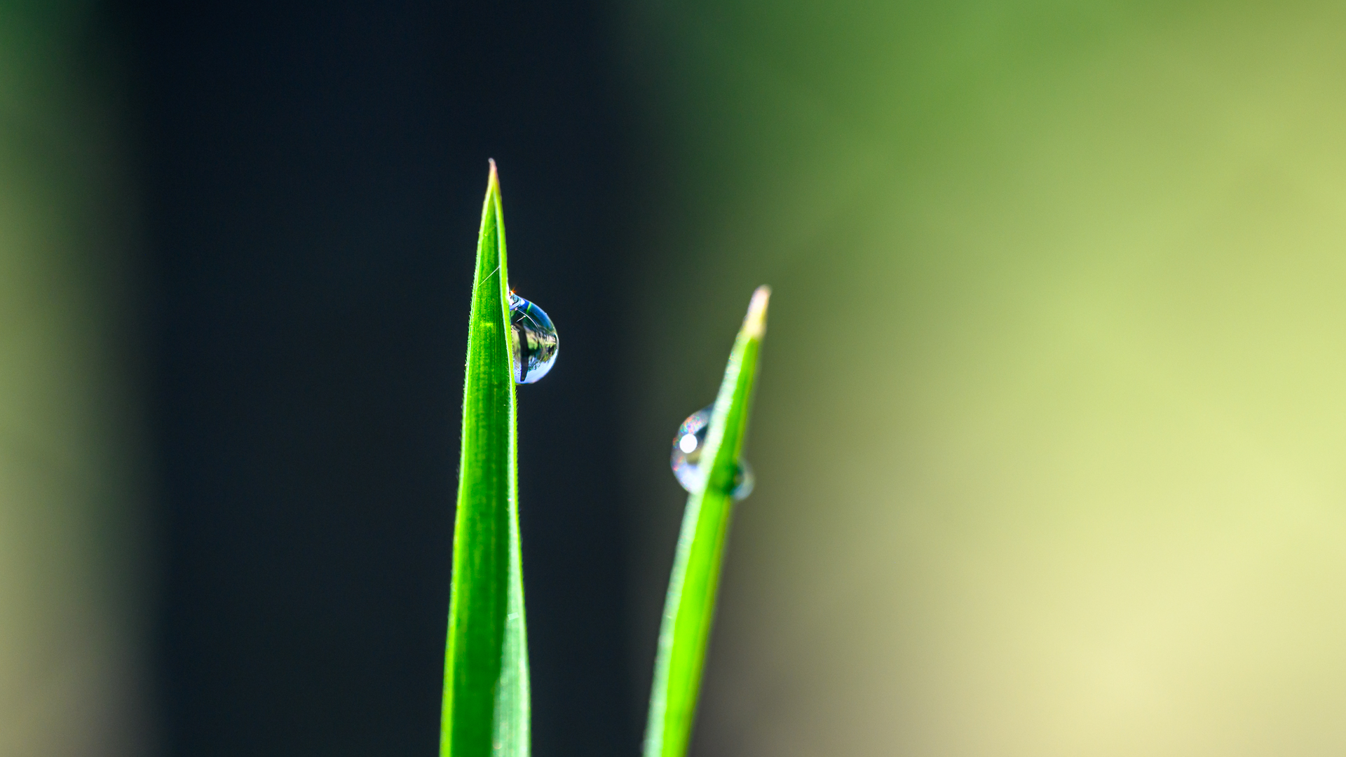 Капчици роса от Milen Mladenov - resco