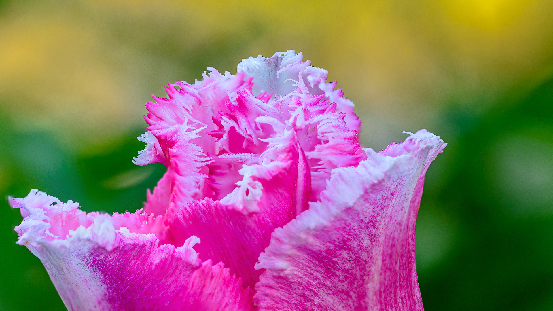 Розово лале от Milen Mladenov - resco