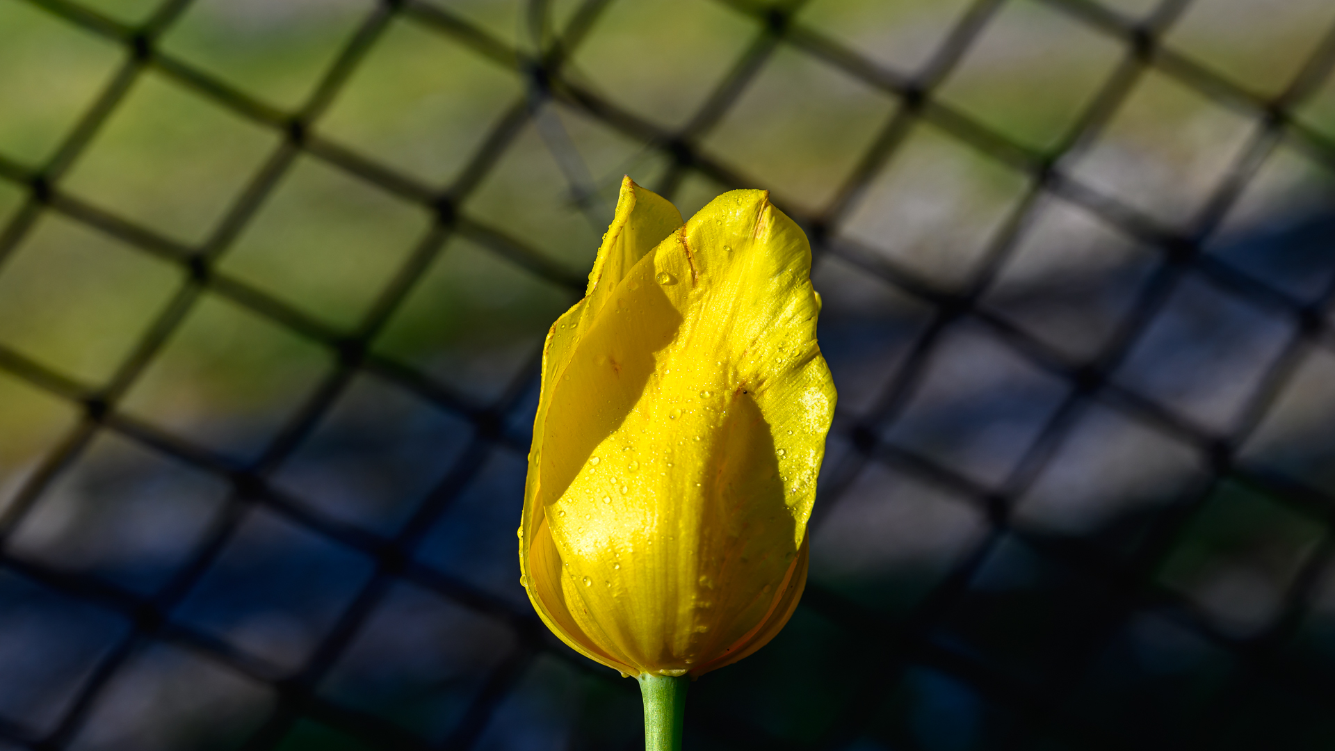 Жълто лале от Milen Mladenov - resco