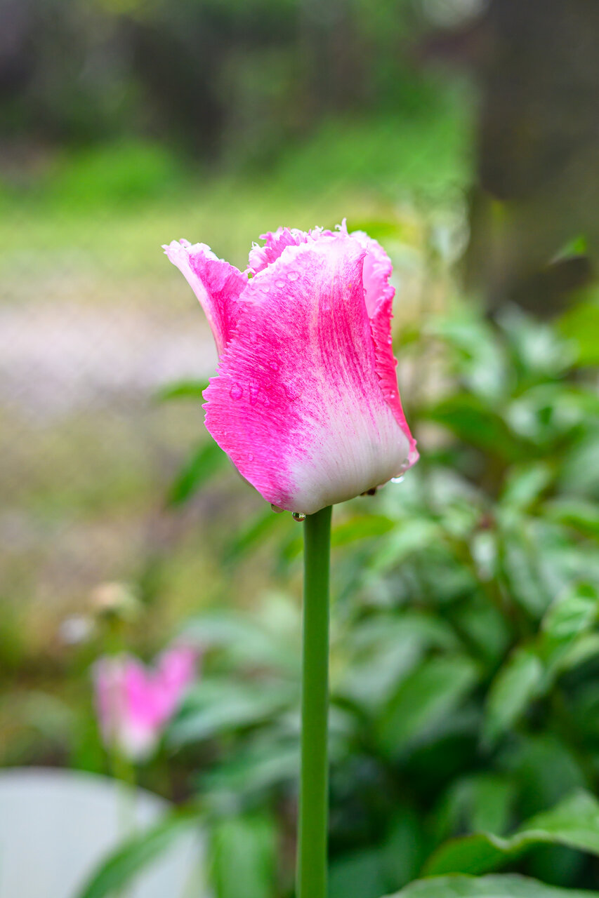 Къдраво розово лале след дъжда от Milen Mladenov - resco