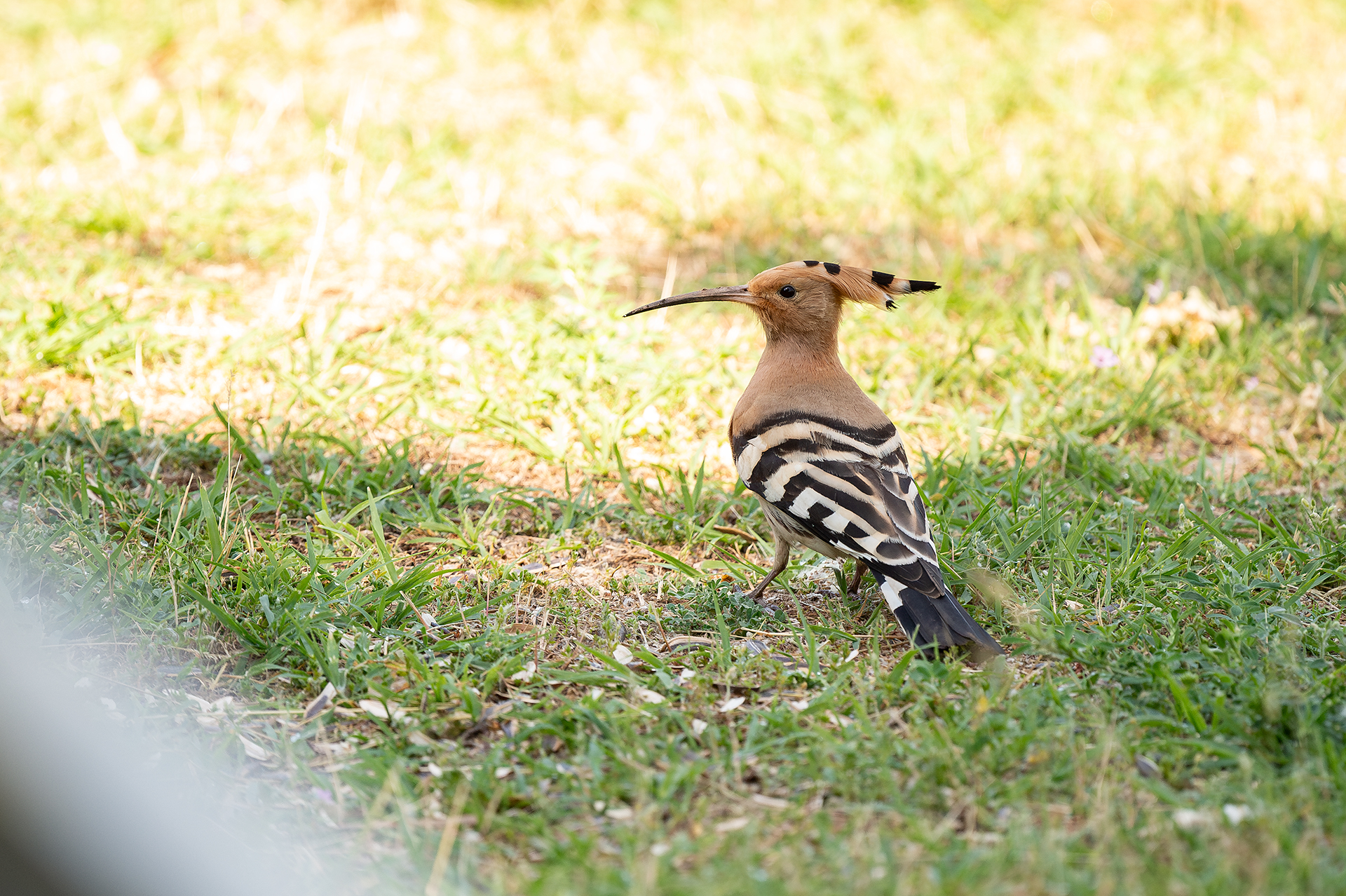 Папуняк от Andrey Angelov - kaschei