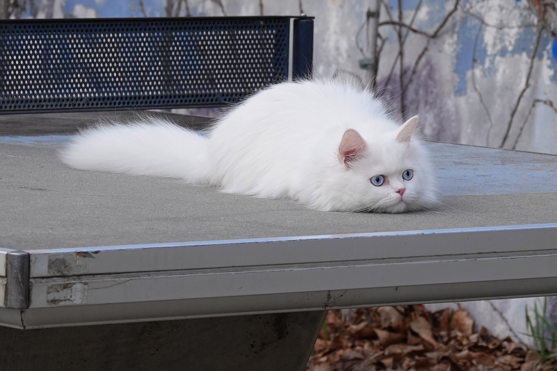 Играта свърши! от Marina Nizamska - marinizam