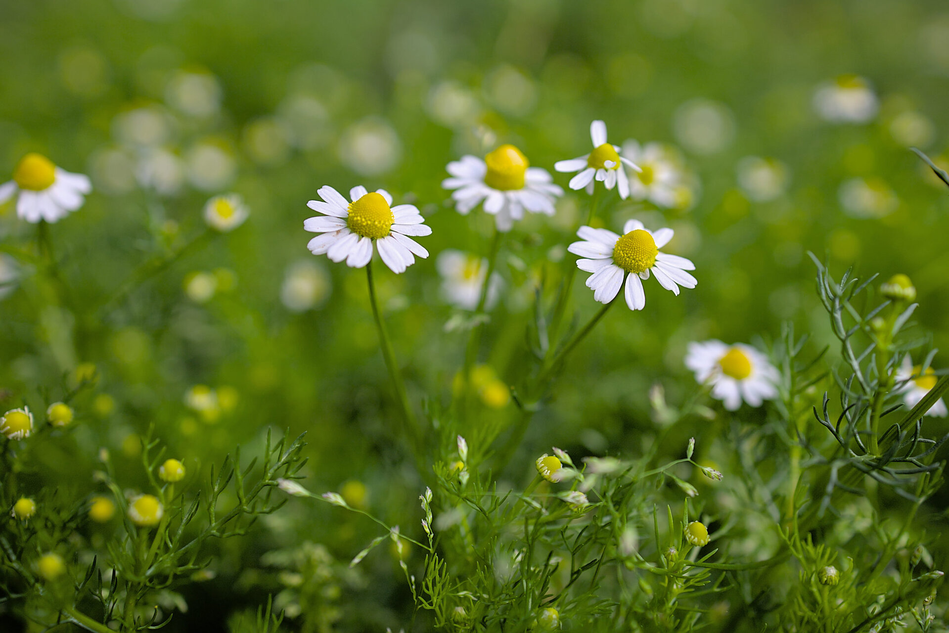 Покрай пътеката от Stoqn - fotocrop