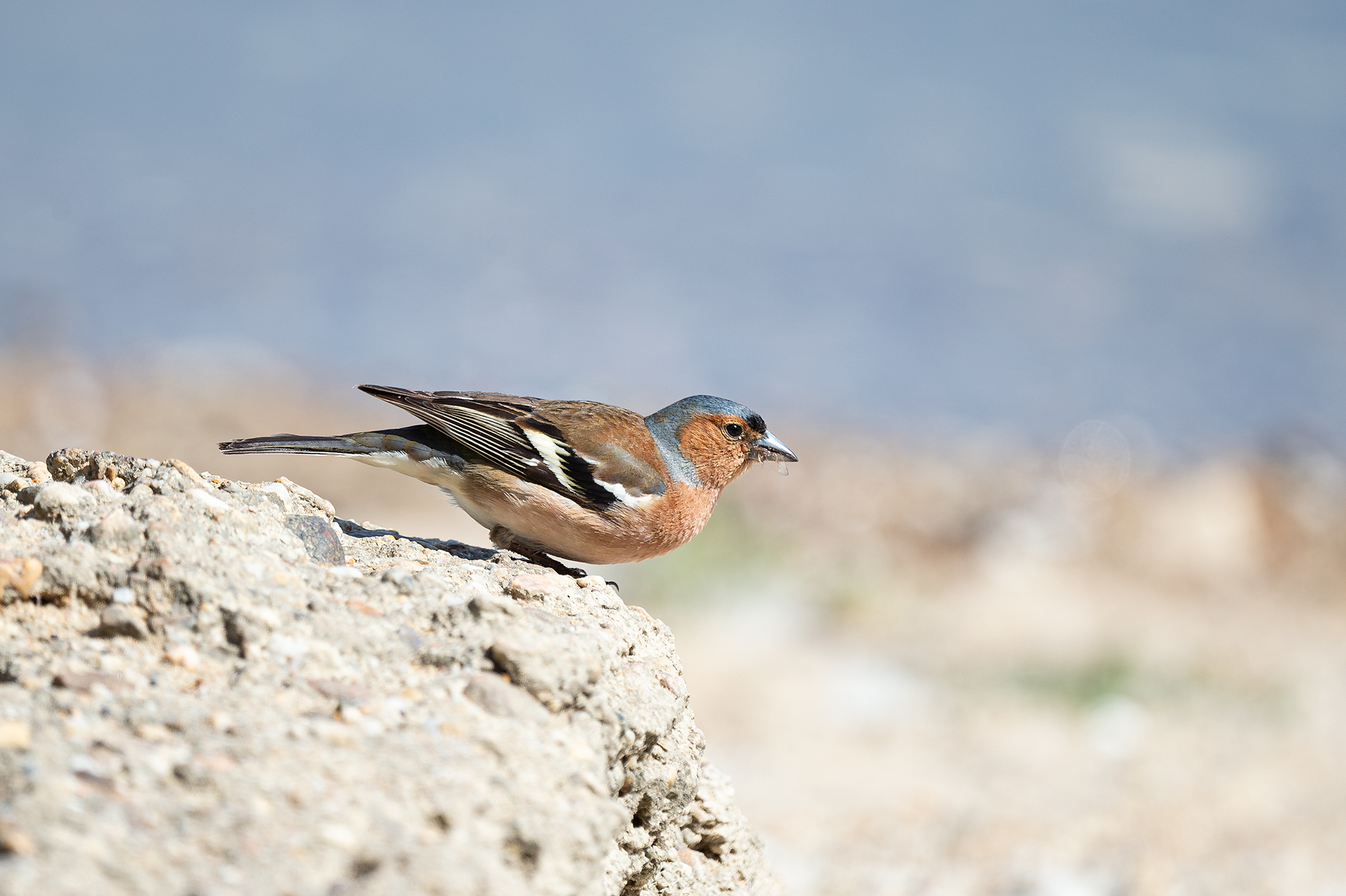 Обикновена чинка от Andrey Angelov - kaschei