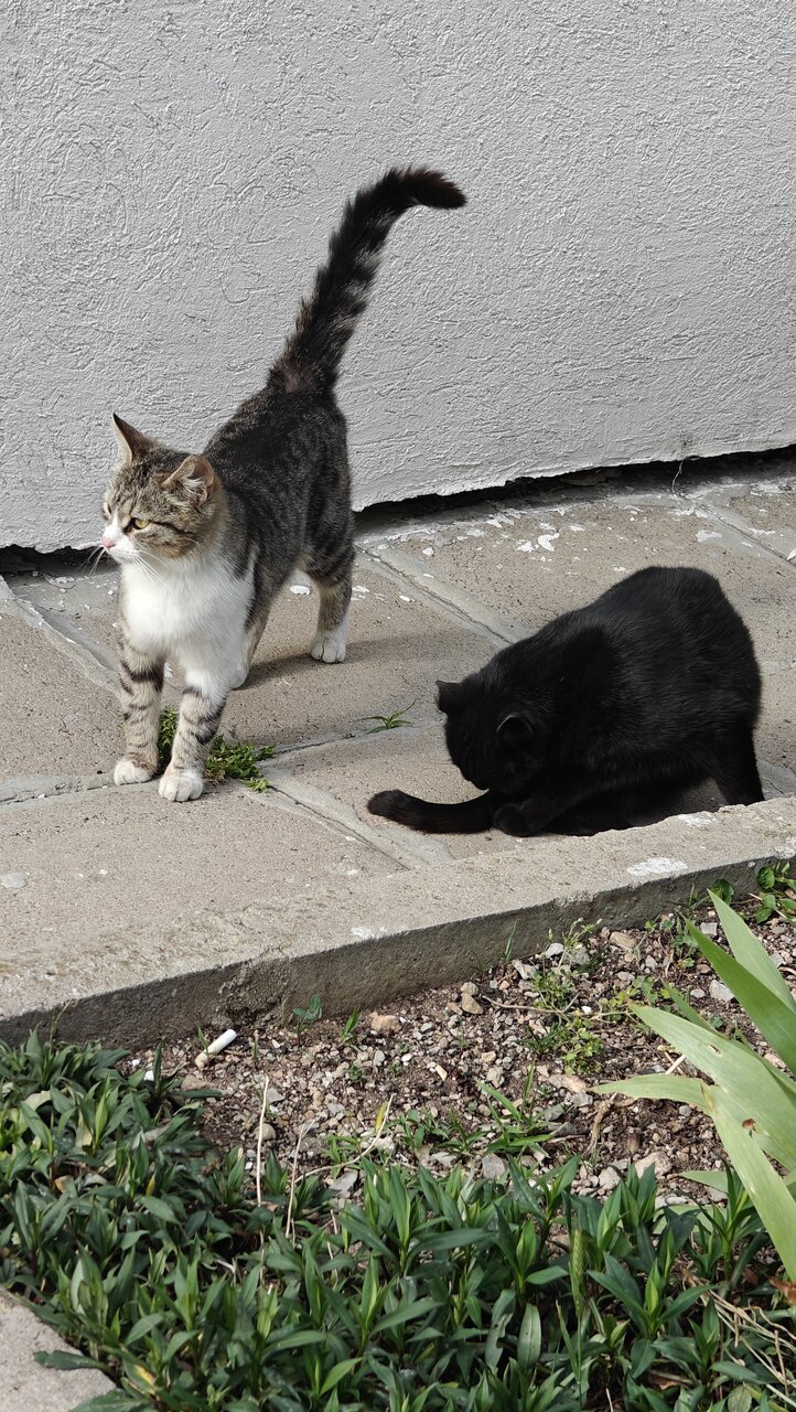 Lazy days от Adriana  Ilieva - adyto80