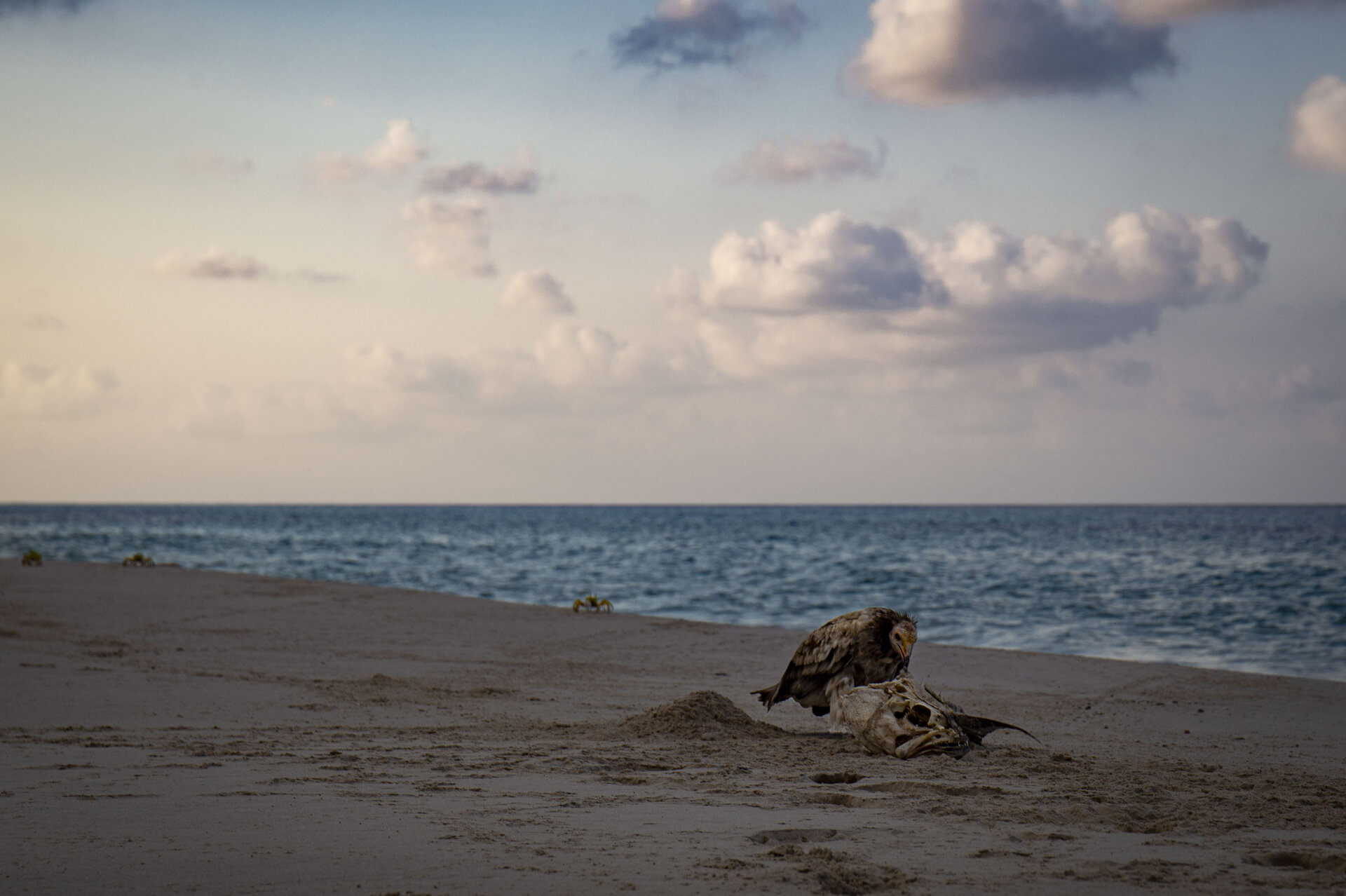 Останките от трапезата от hristo petkov - buxom