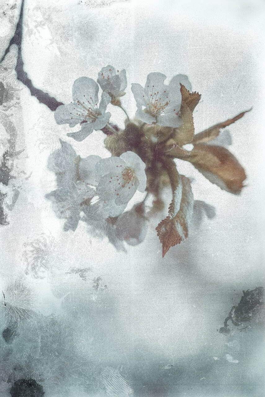 ... от Nikki Georgieva  V E G A N I K - vega_nik