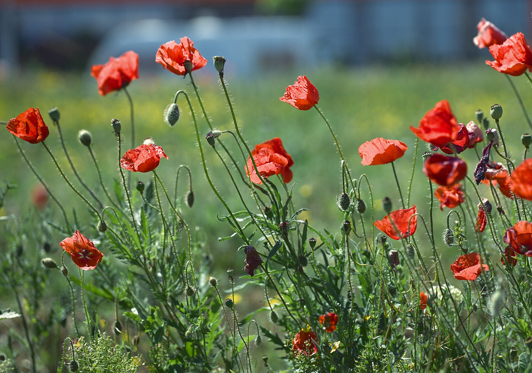 Макгьосник от Stoqn - fotocrop