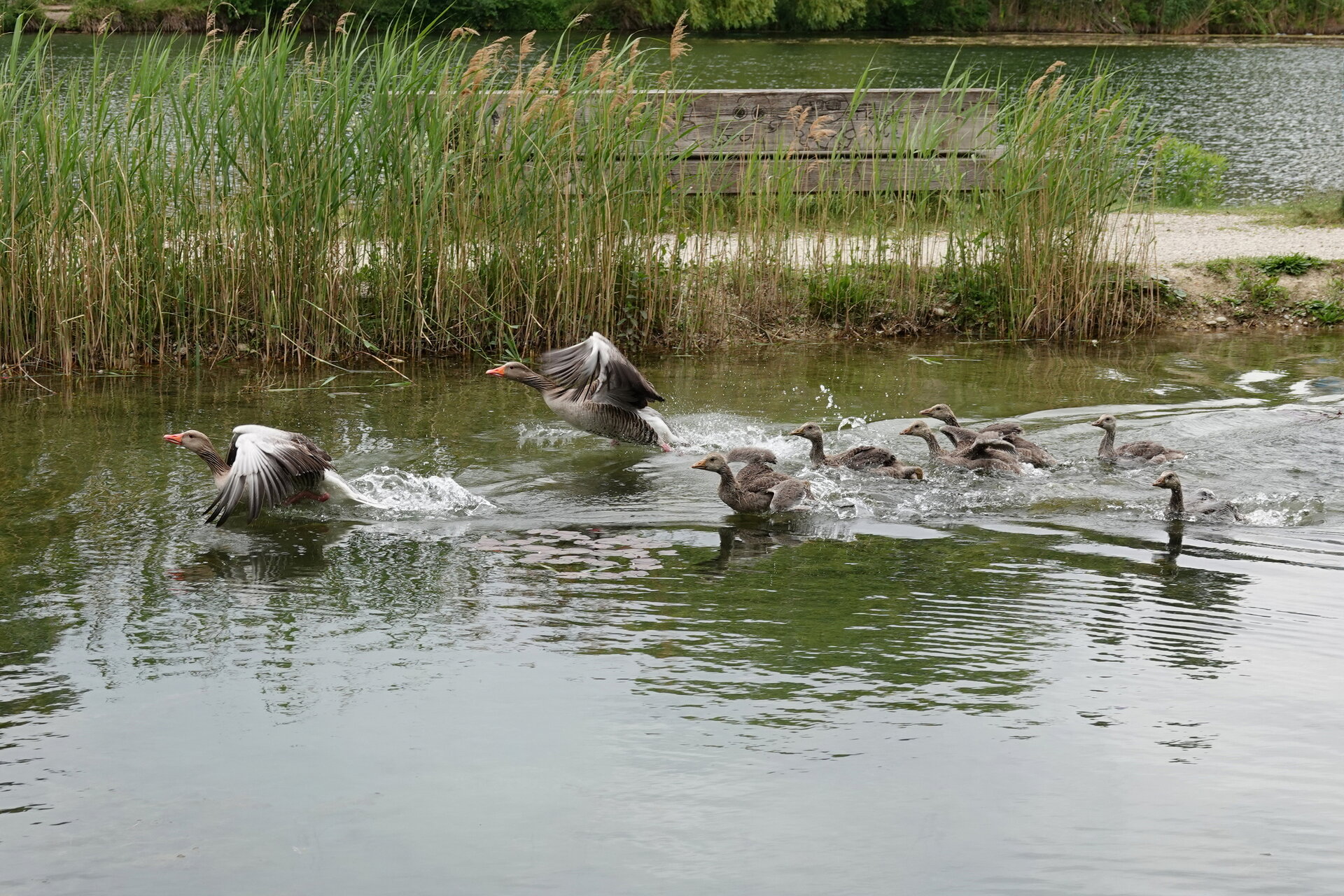Малки криле, големи надежди! от Marina Nizamska - marinizam