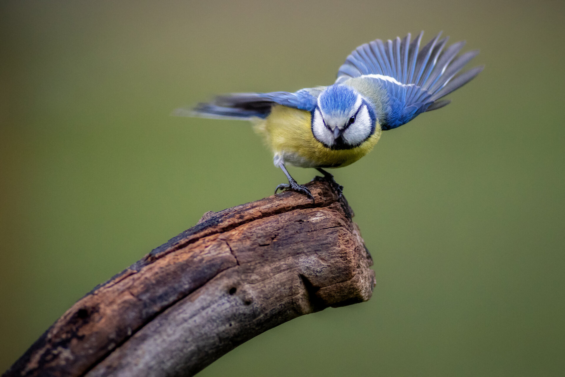 Равновесие от Miroslav Nikolov - Mironiko