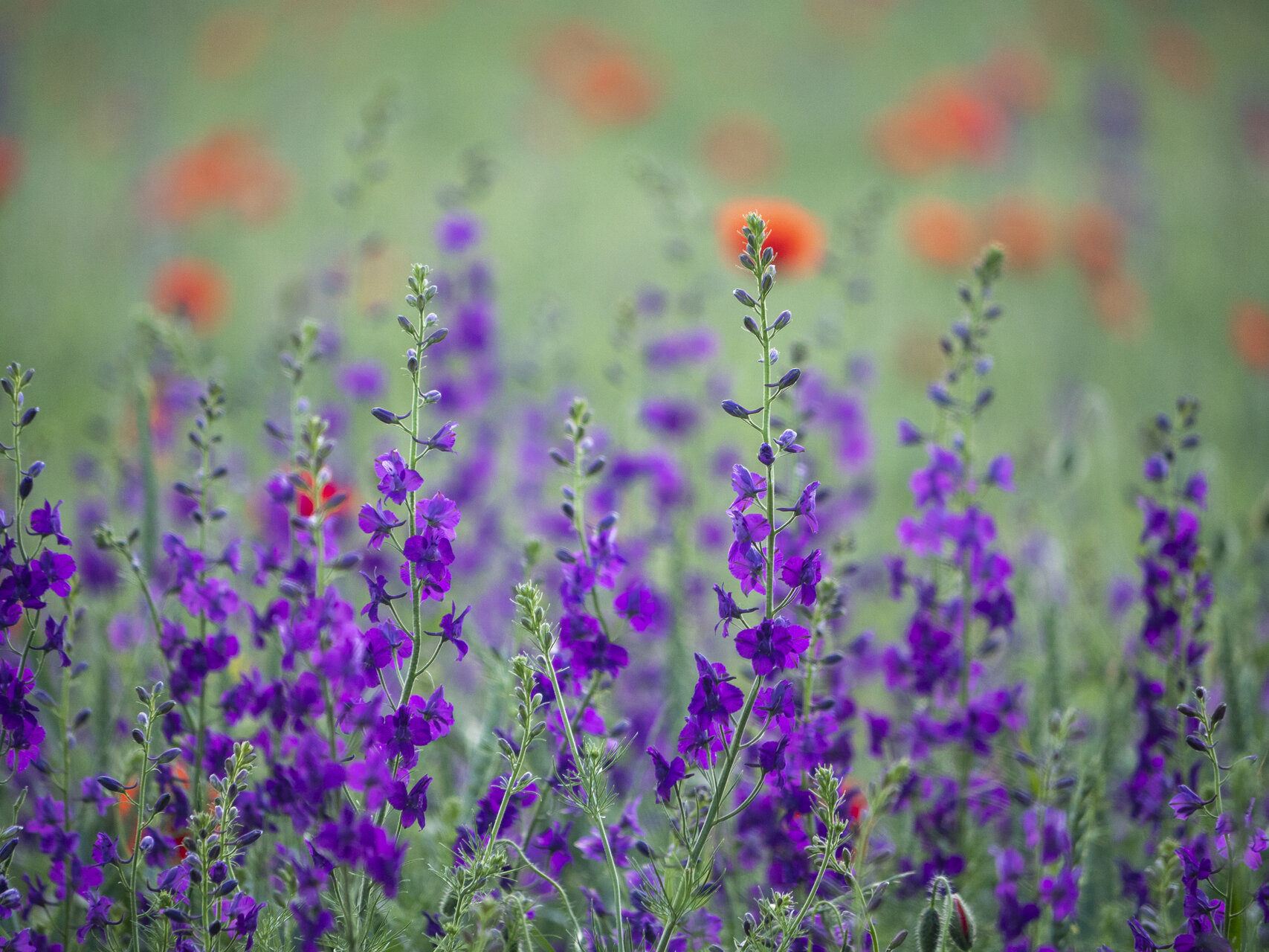 * от Mincho Karavastev - Minski