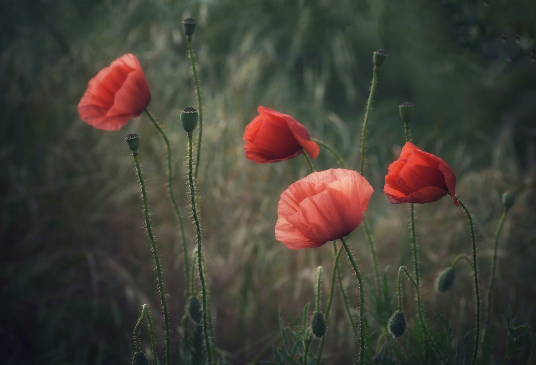 Макове,галерия/Природа от Elena Vasileva - elena55