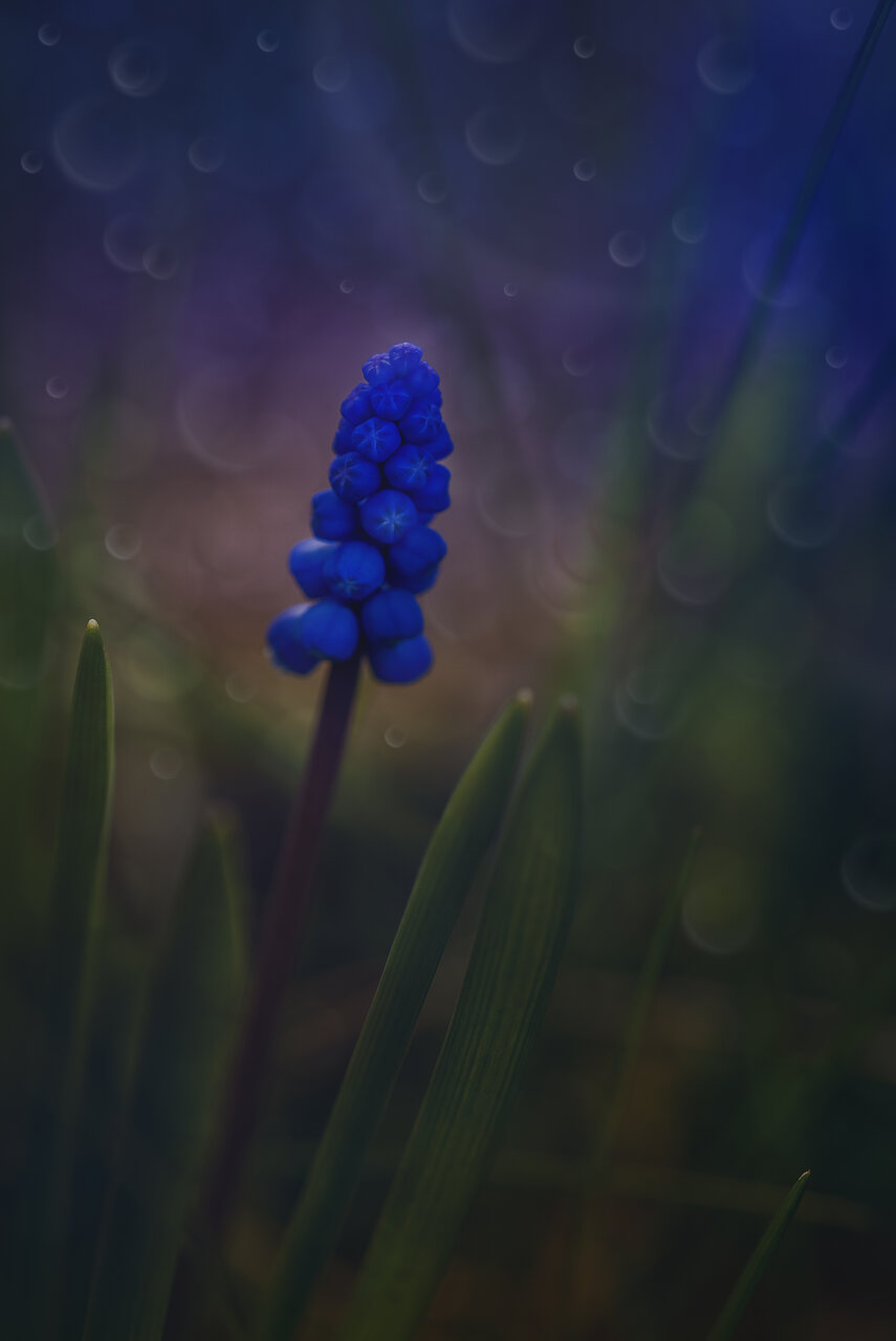 ... от Nikki Georgieva  V E G A N I K - vega_nik