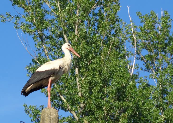 Намисли си желание от  - Detelinka
