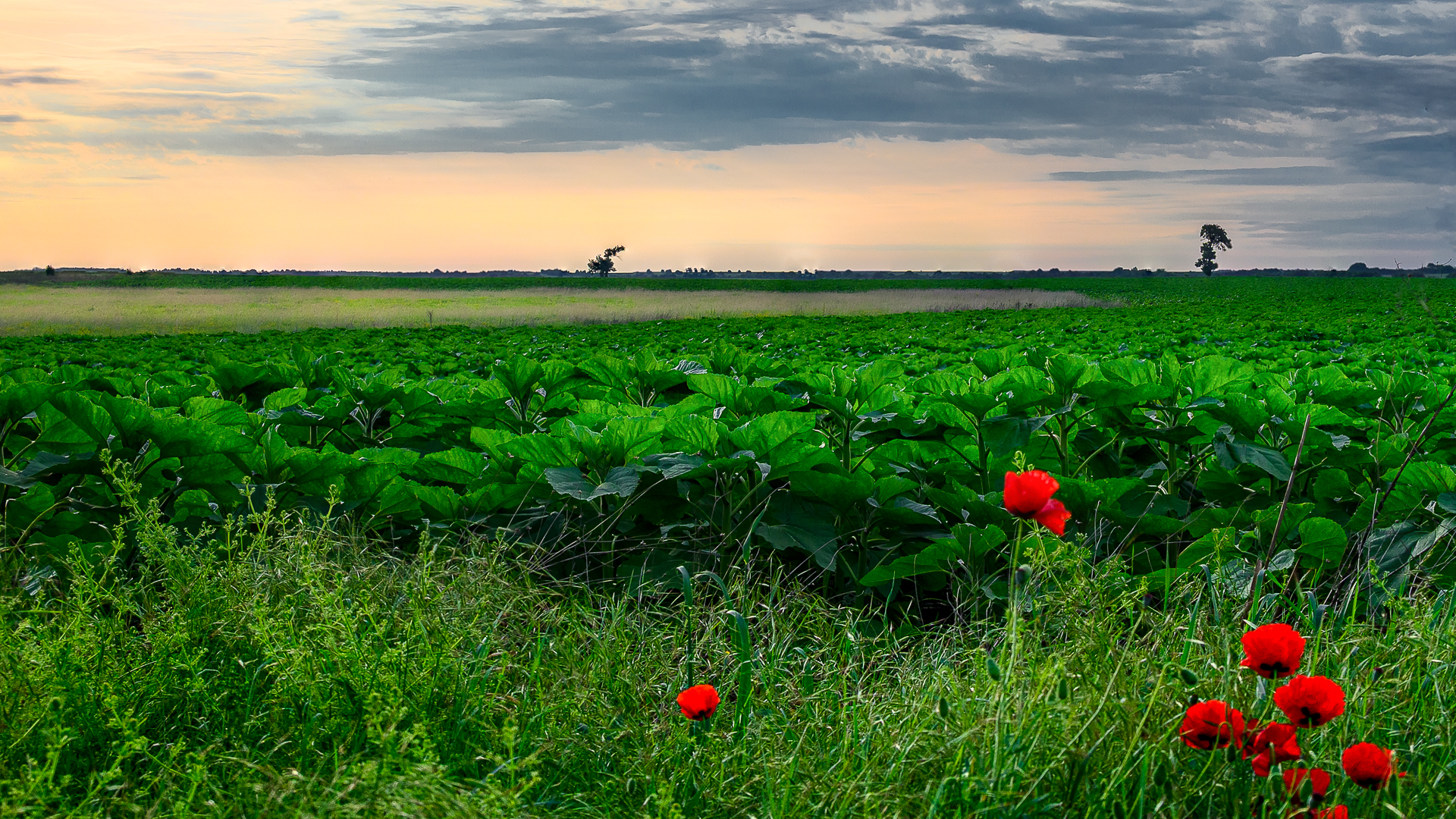 При маковете и бъдещите слънчогледи от Milen Mladenov - resco