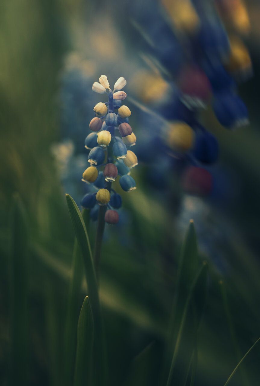 ... от Nikki Georgieva  V E G A N I K - vega_nik