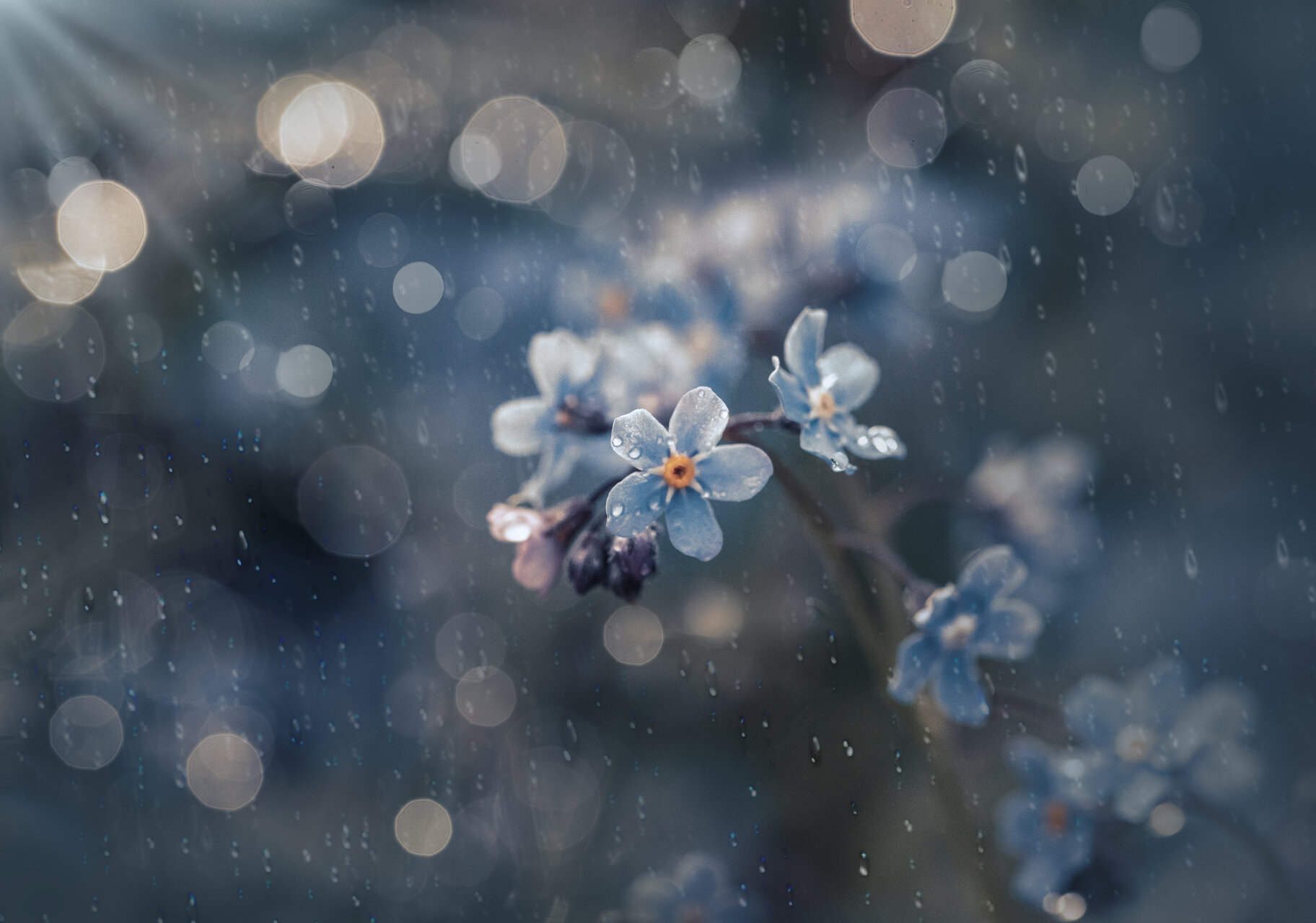 ...тъжна от Nikki Georgieva  V E G A N I K - vega_nik