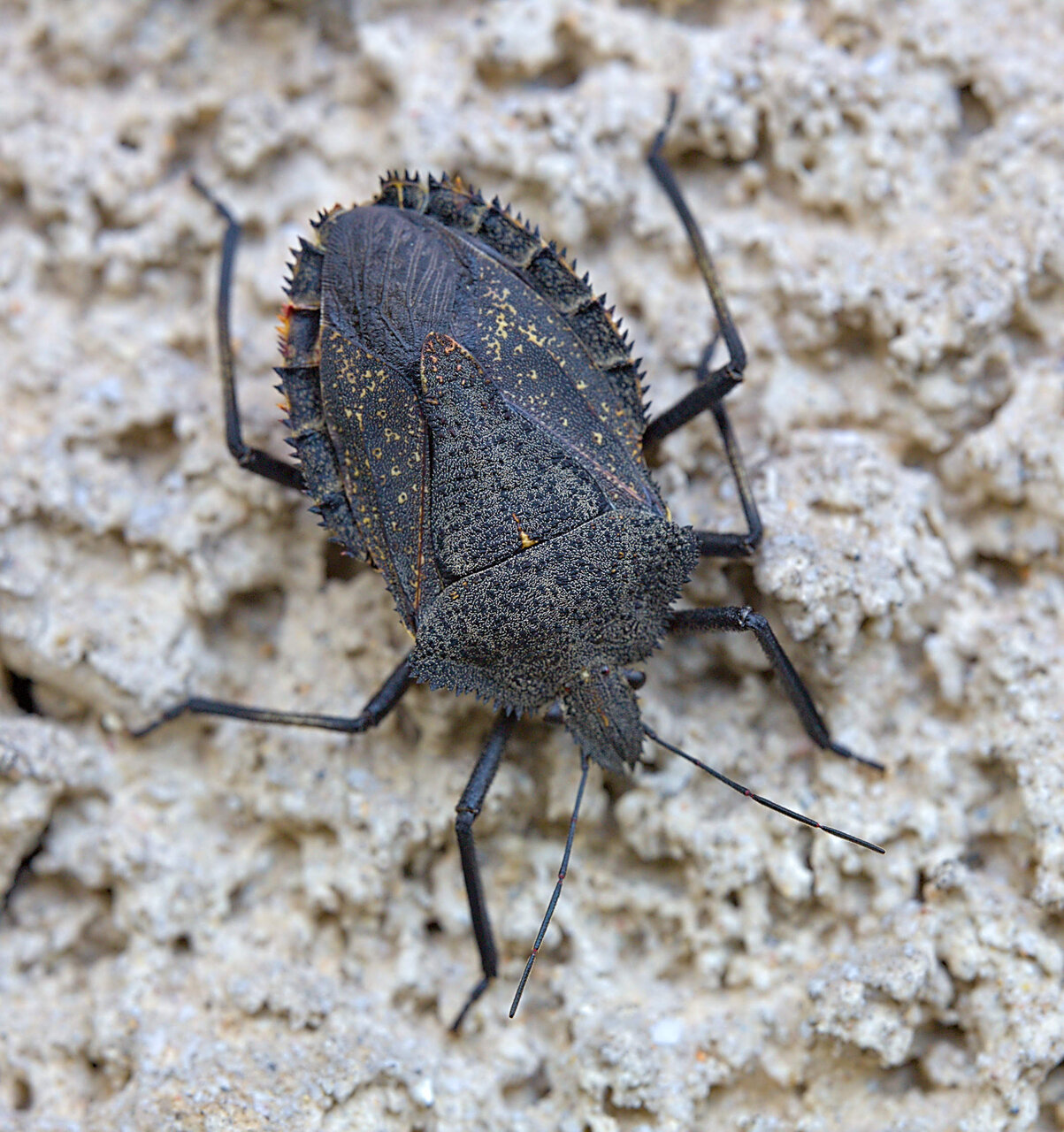 На стената от Stoqn - fotocrop