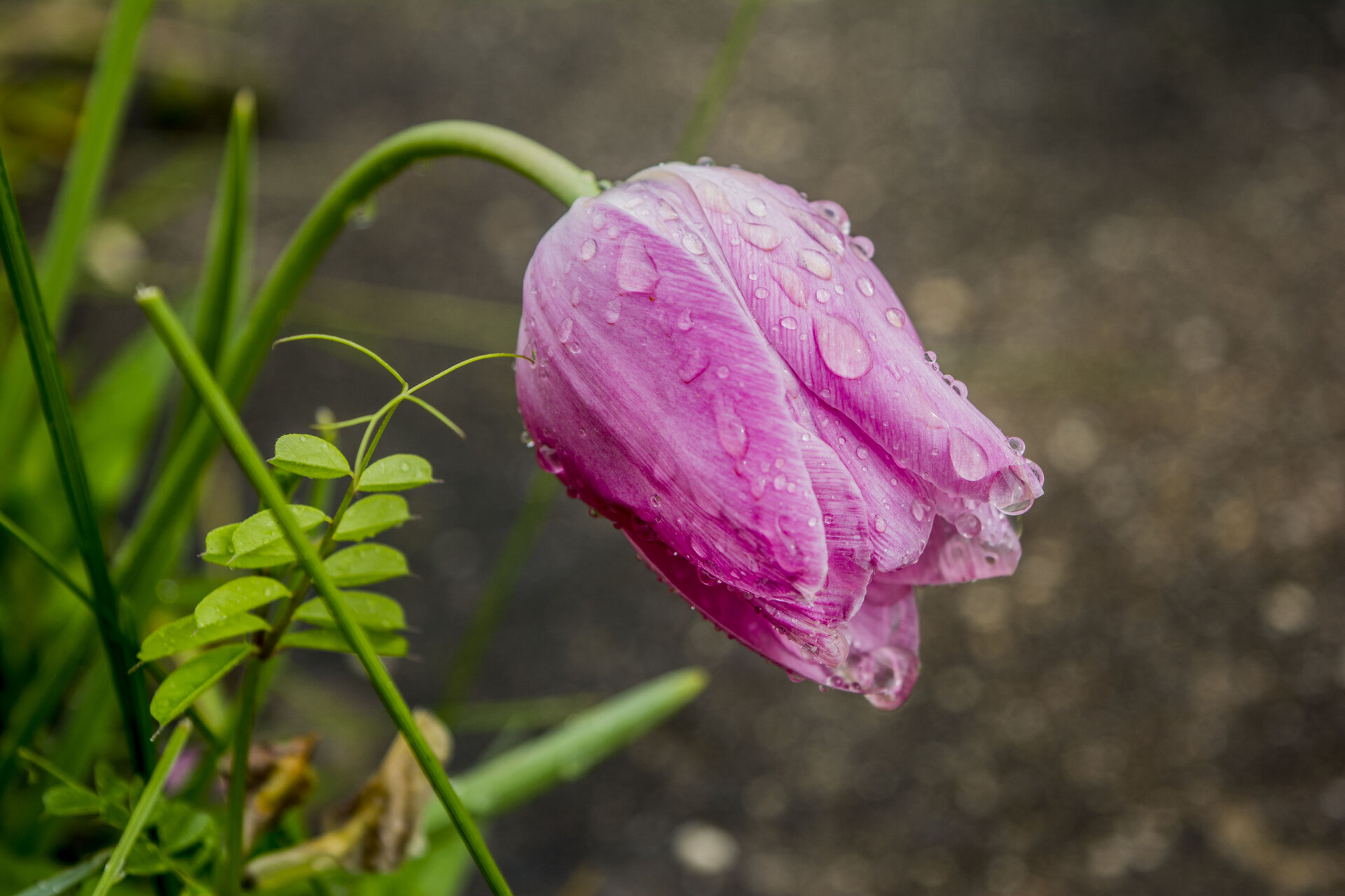 В дъжда от iliya levkov - levkov87