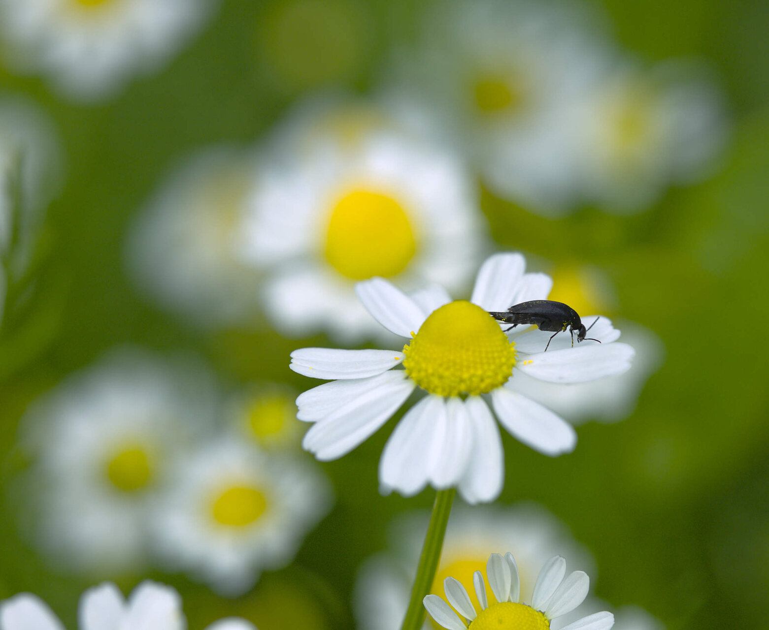 Лайкучка от Stoqn - fotocrop